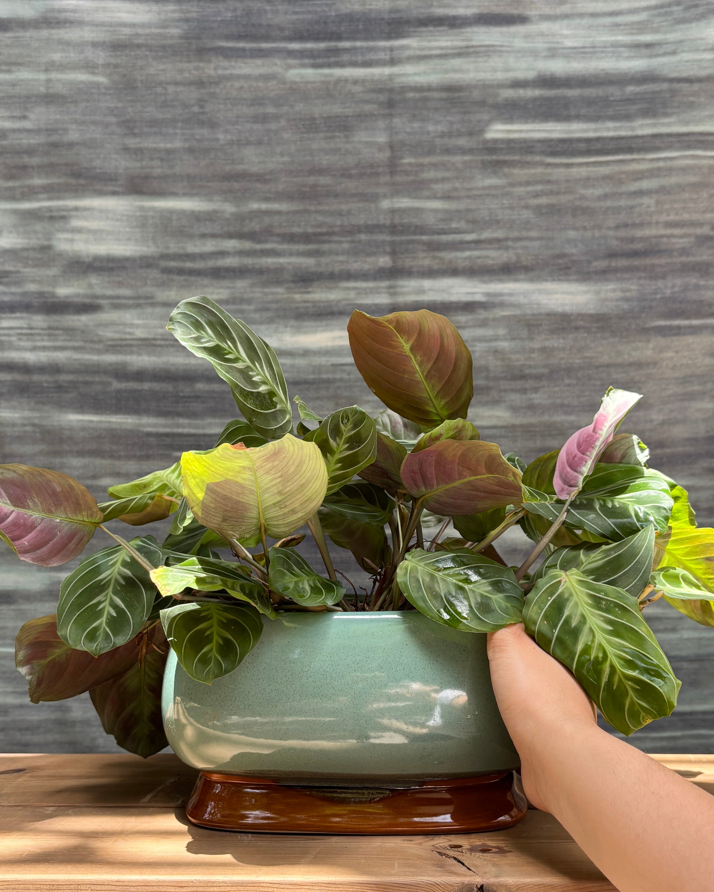 Maranta in Ceramic Smooth