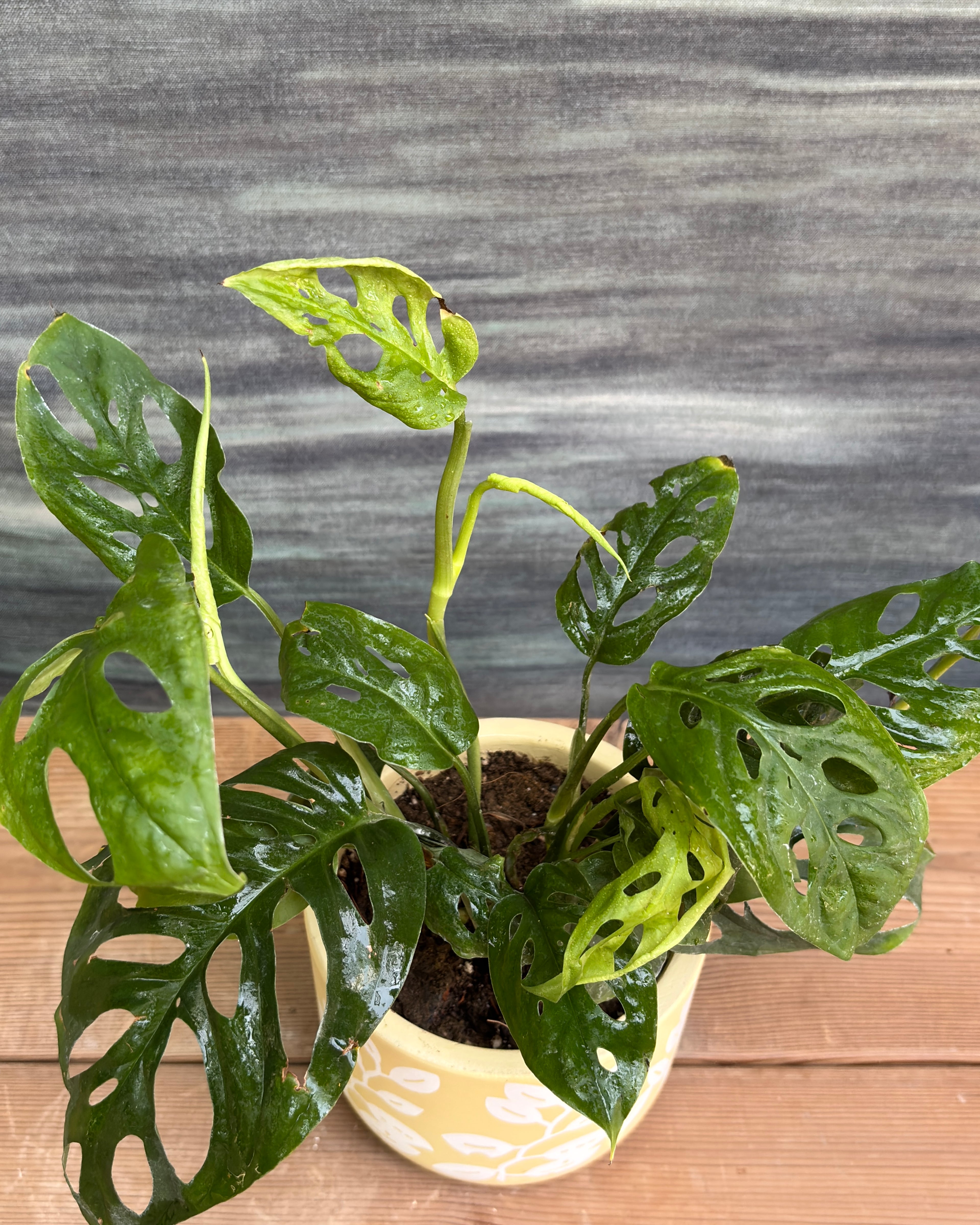 Monstera Adansonii in Yellow Basil