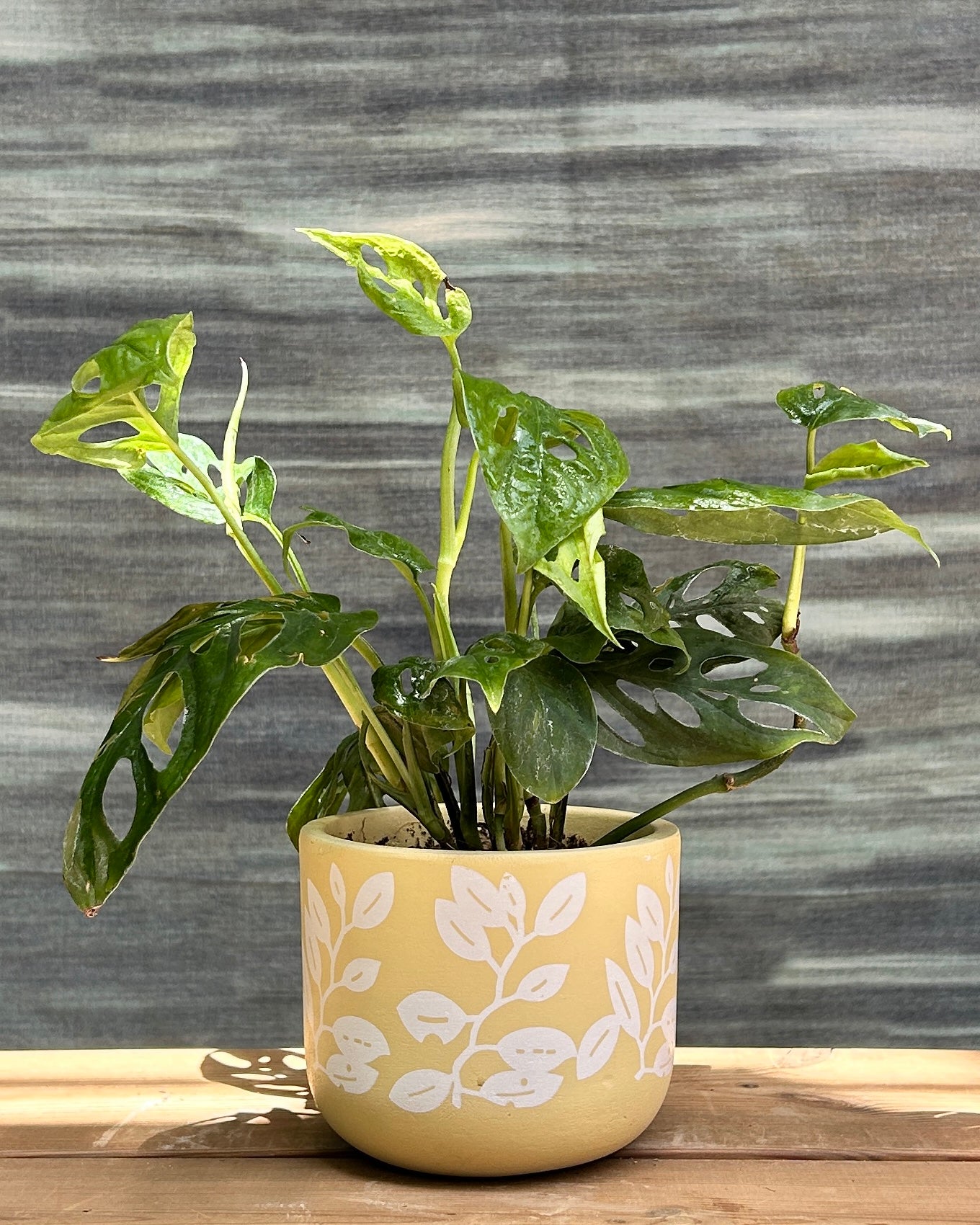 Monstera Adansonii in Yellow Basil