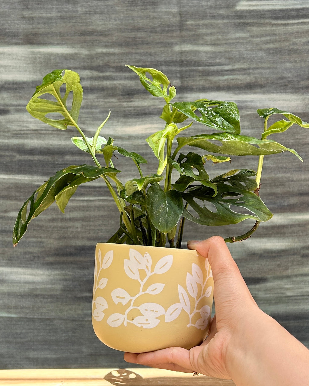 Monstera Adansonii in Yellow Basil