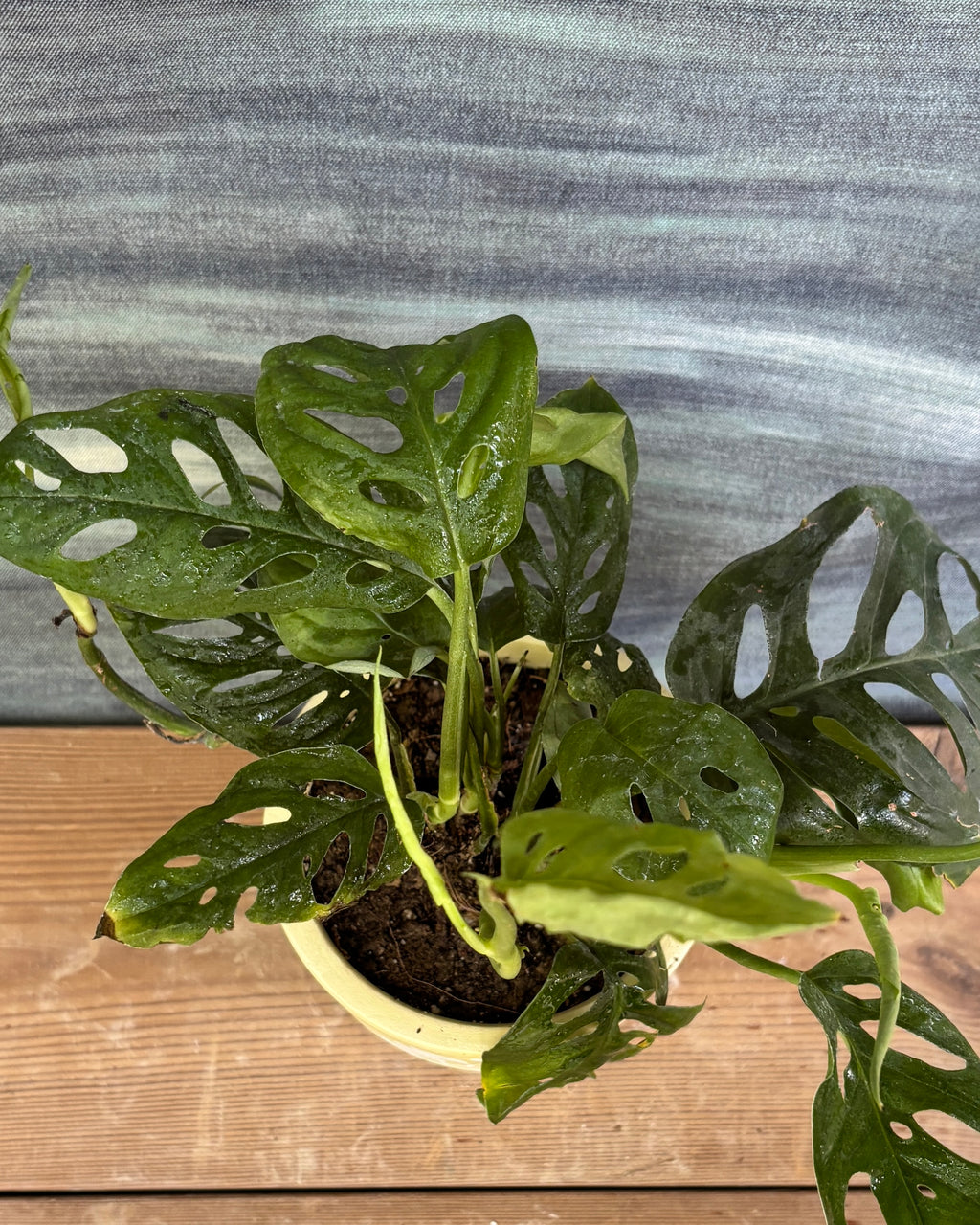 Monstera Adansonii in Yellow Basil