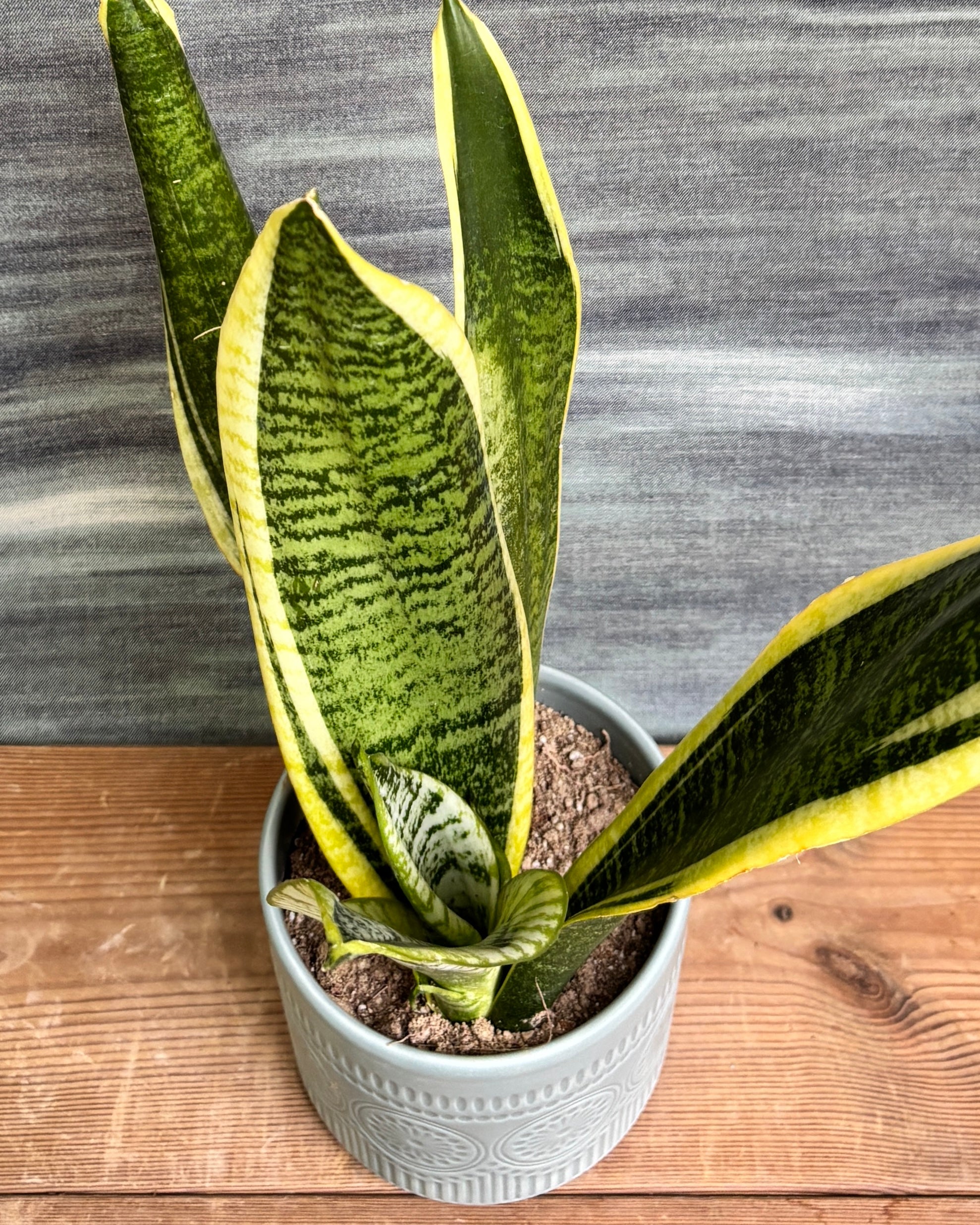 Snake Plant Black Gold in Green Mandala