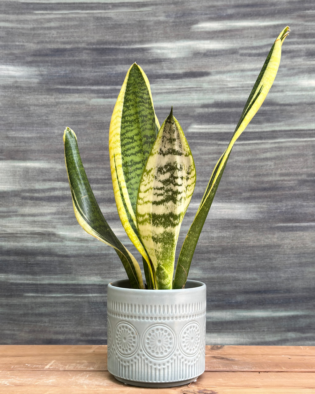 Snake Plant Black Gold in Green Mandala