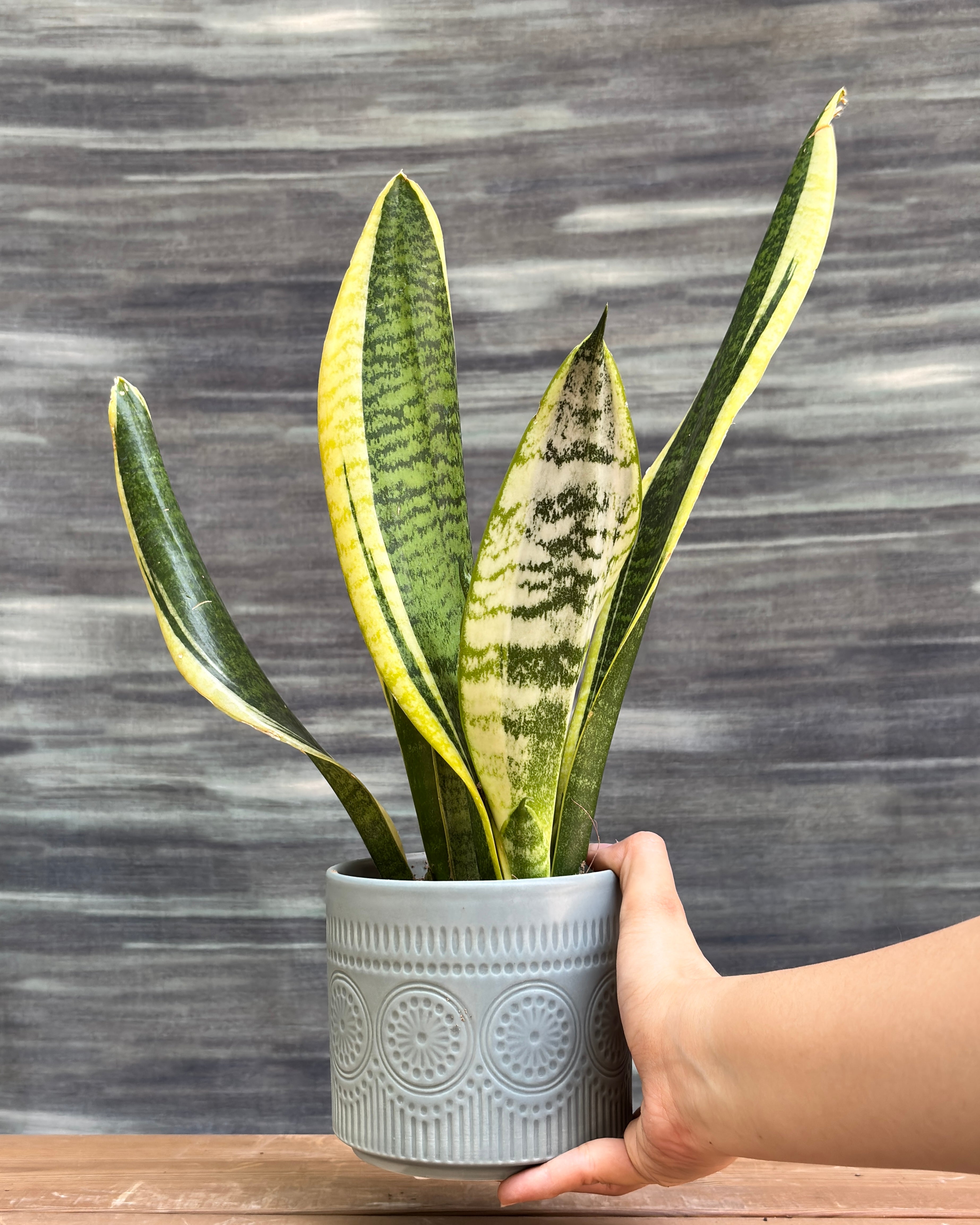 Snake Plant Black Gold in Green Mandala