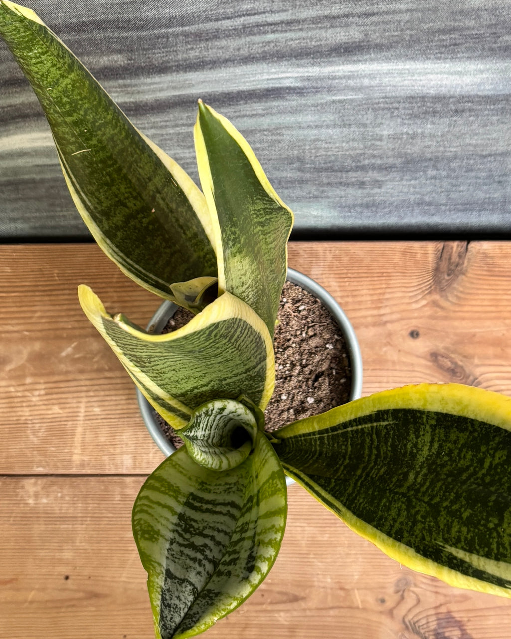 Snake Plant Black Gold in Green Mandala
