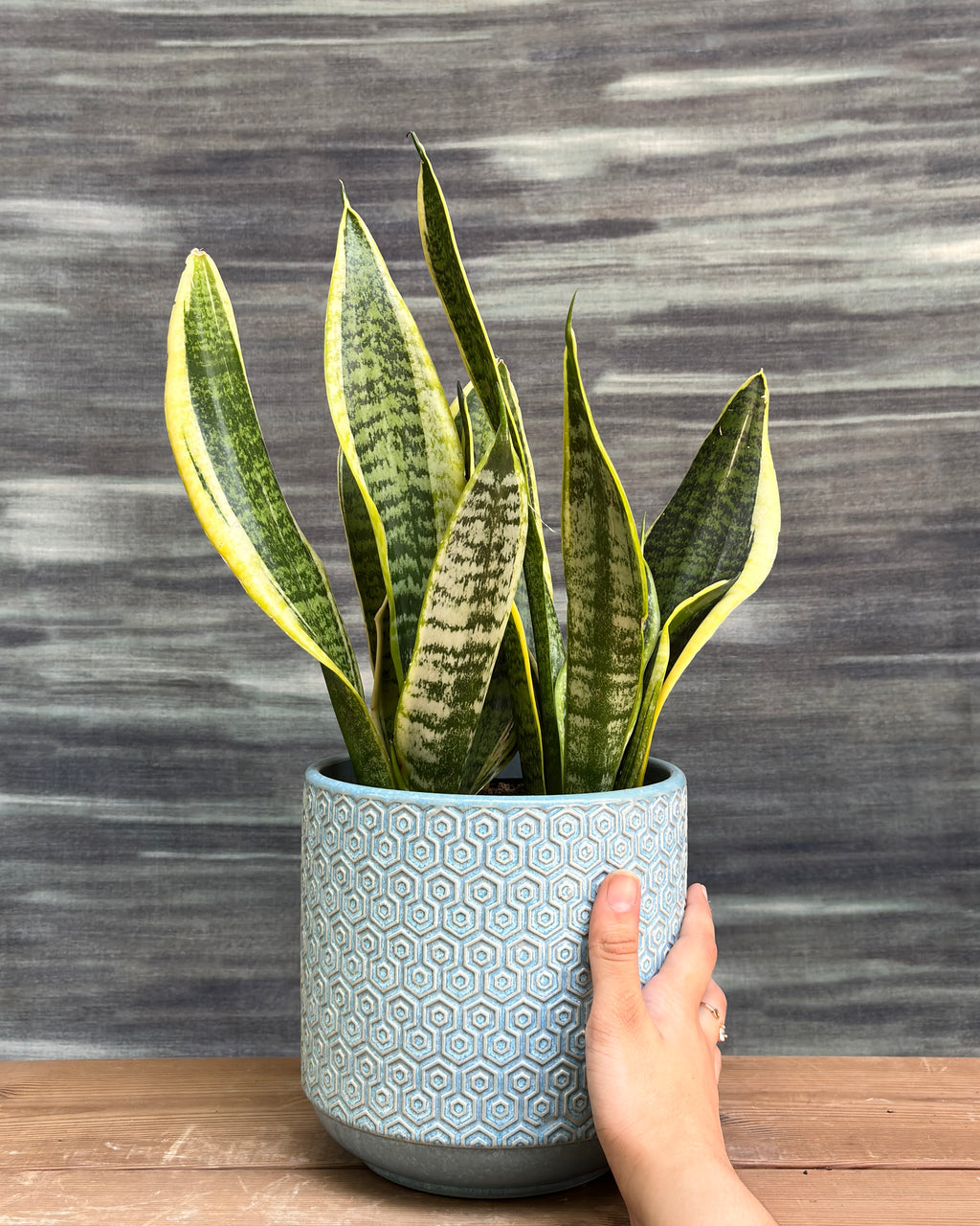 Snake Plant Black Gold in Blue Hexagon