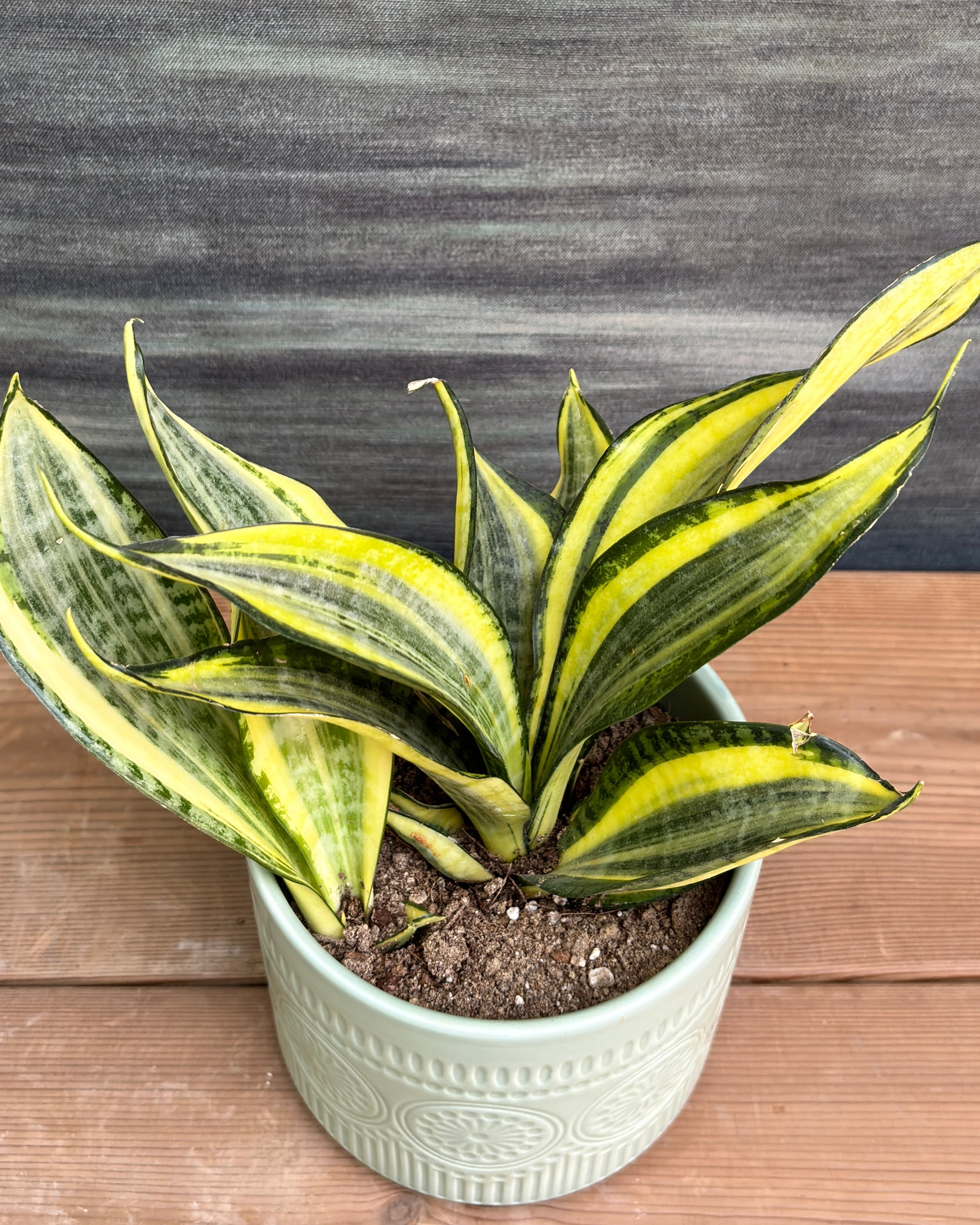 Snake Plant Twister in Green Mandala