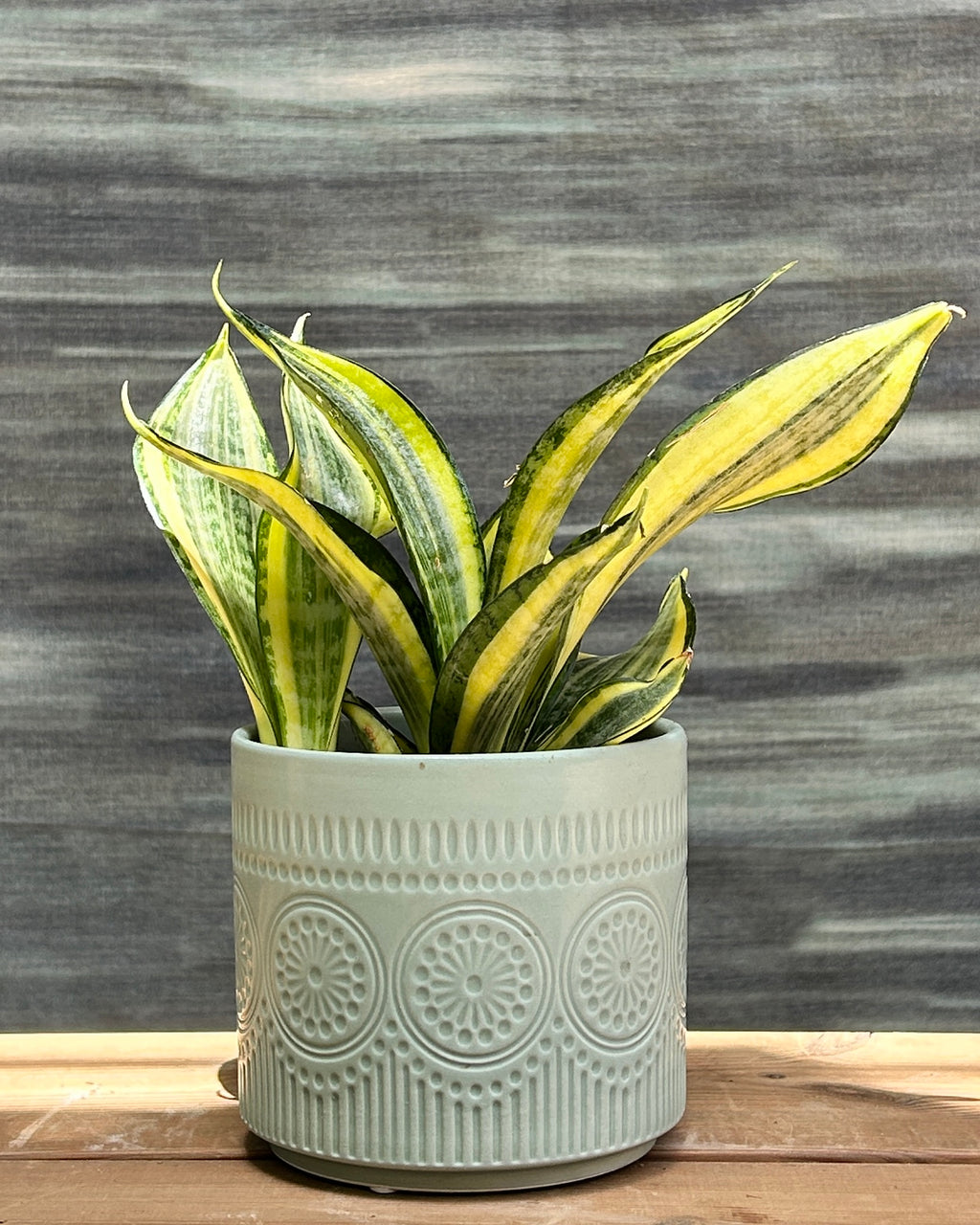 Snake Plant Twister in Green Mandala