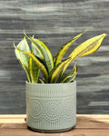 Snake Plant Twister in Green Mandala