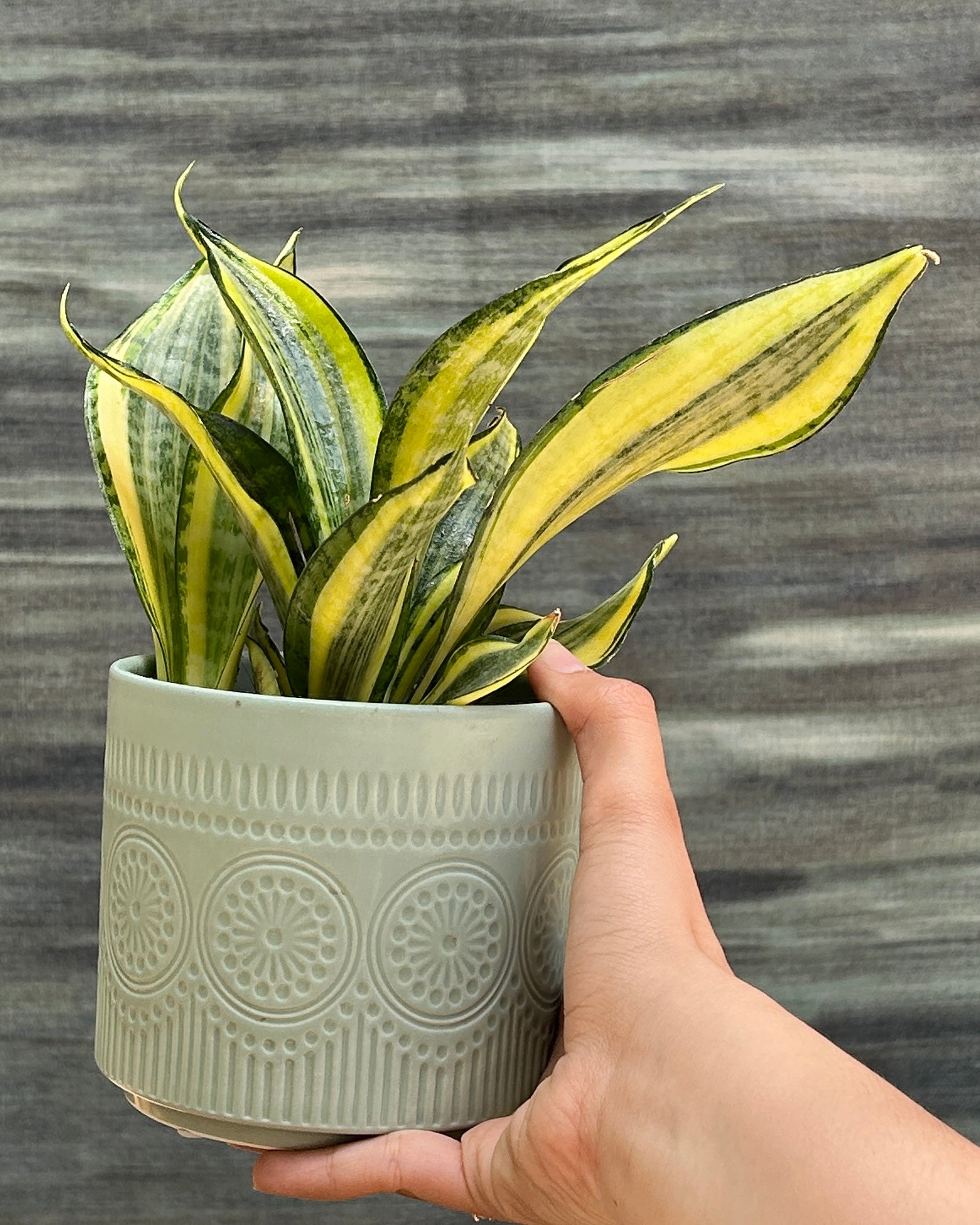 Snake Plant Twister in Green Mandala