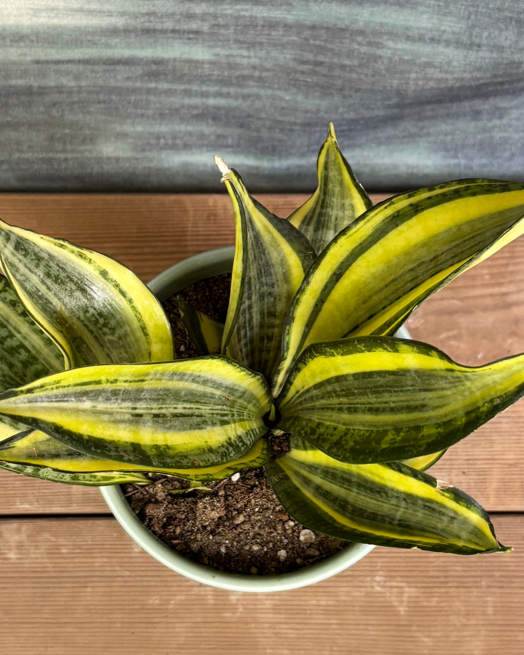 Snake Plant Twister in Green Mandala