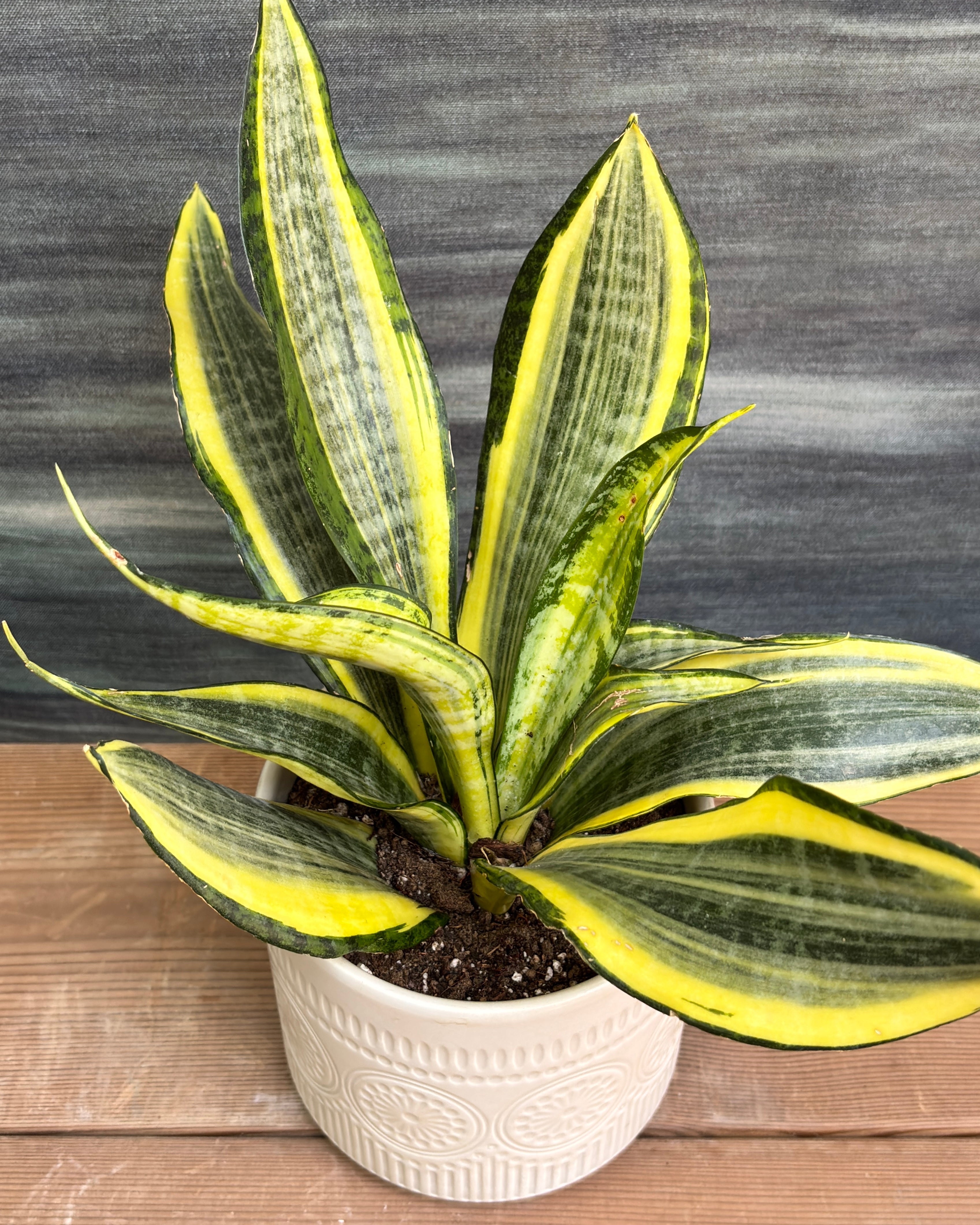 Snake Plant Twister in White Mandala