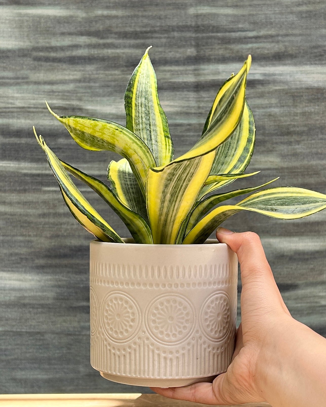 Snake Plant Twister in White Mandala