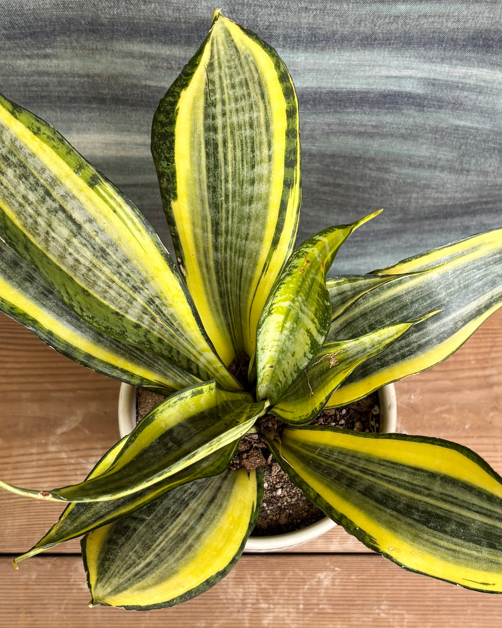 Snake Plant Twister in White Mandala