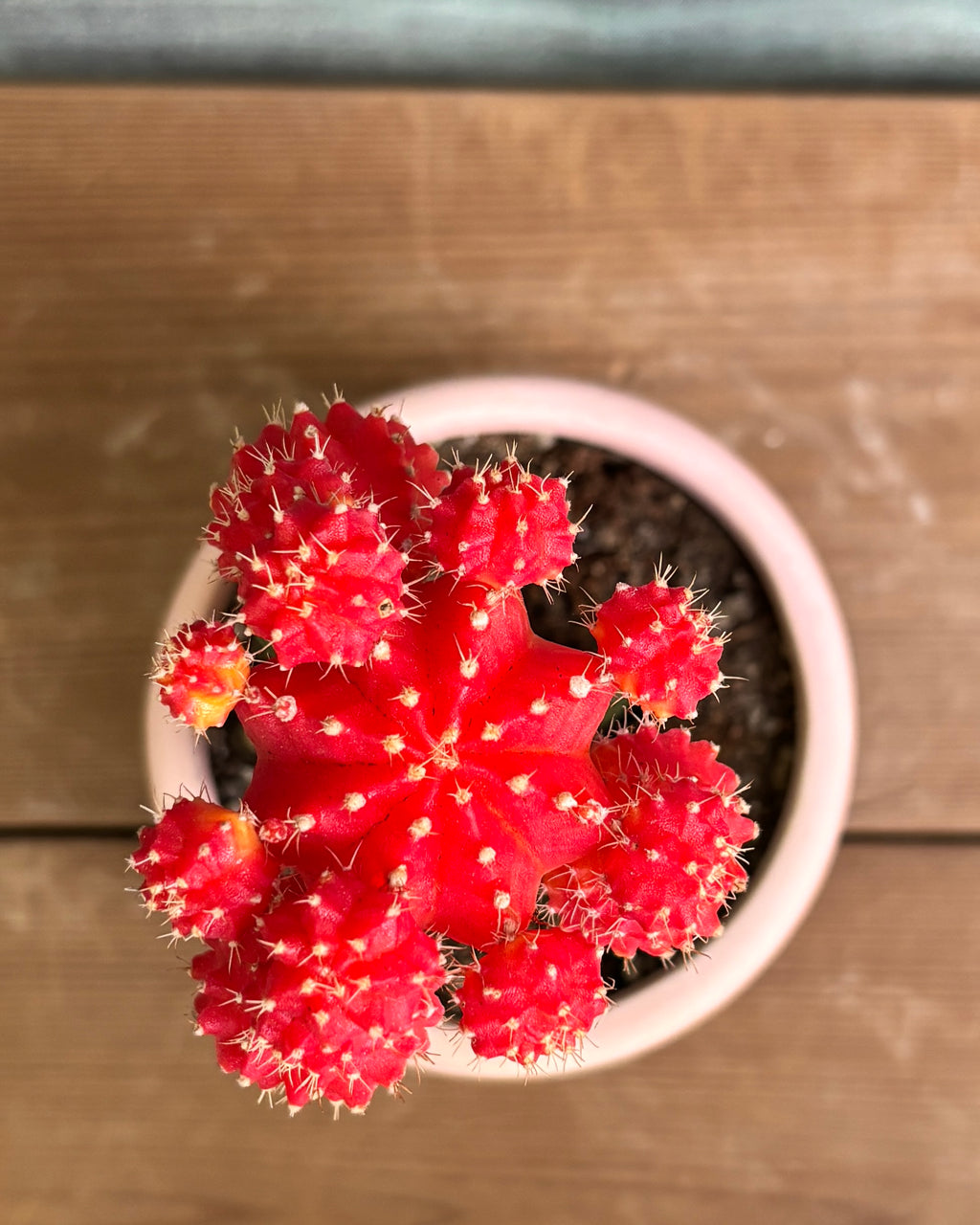 Orange Moon Cactus in Pink Mandala