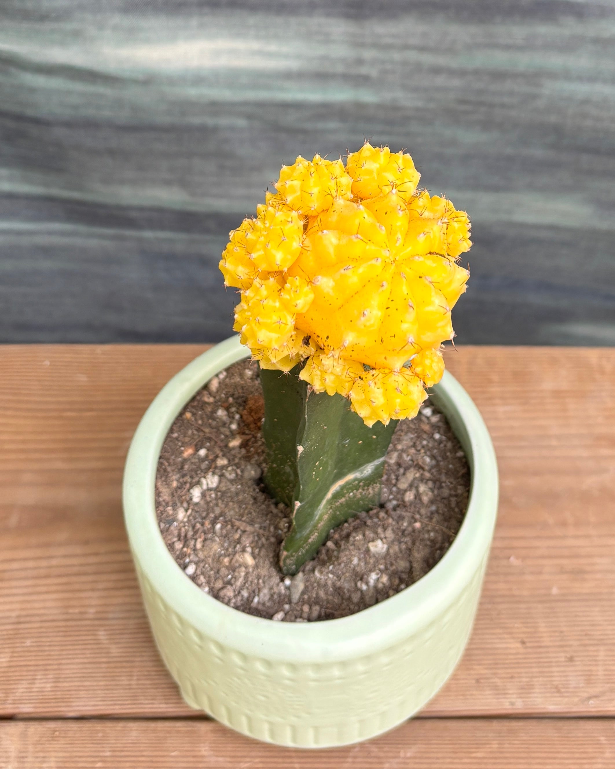 Yellow Moon Cactus in Green Mandala