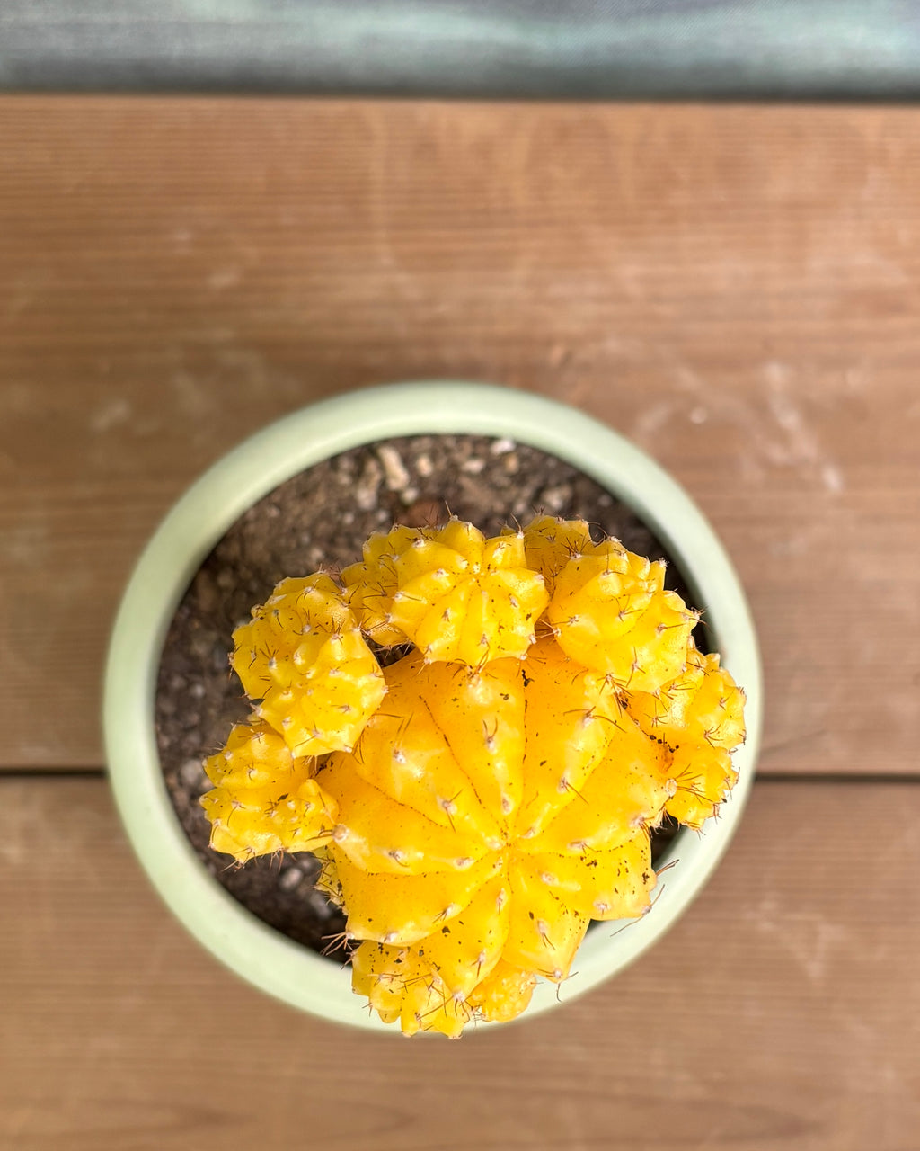 Yellow Moon Cactus in Green Mandala