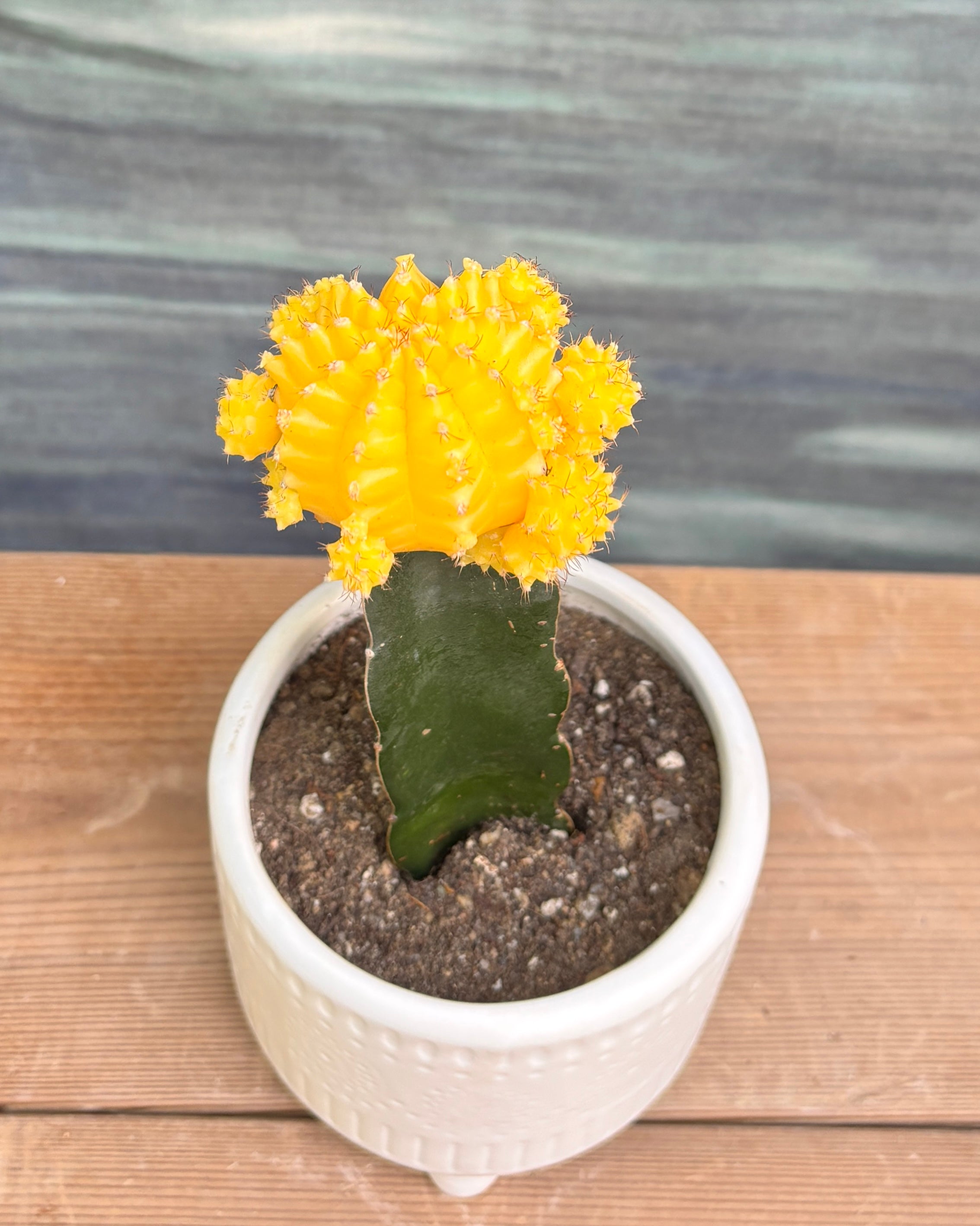 Yellow Moon Cactus in White Mandala