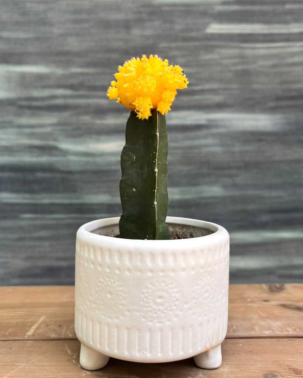 Yellow Moon Cactus in White Mandala