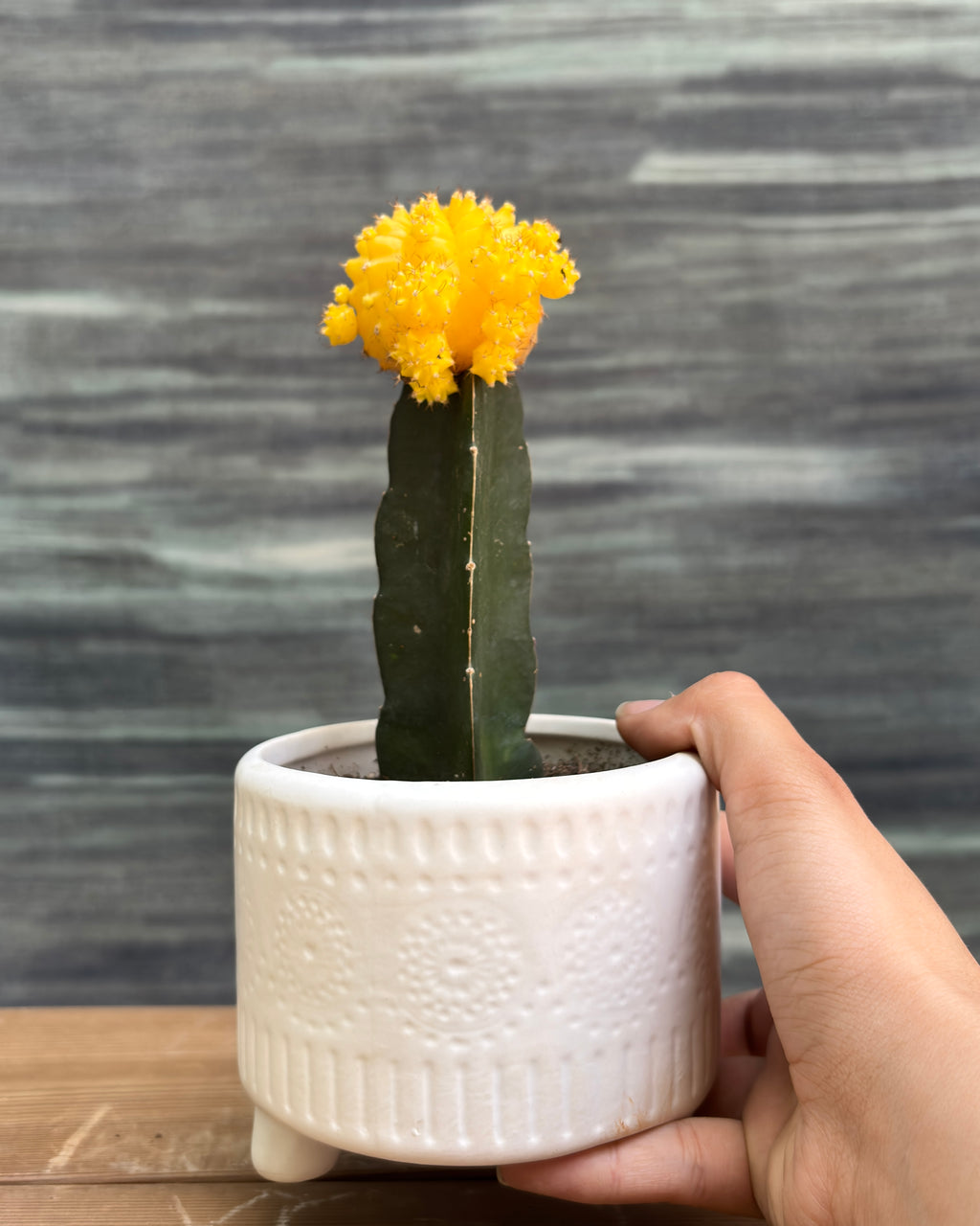 Yellow Moon Cactus in White Mandala