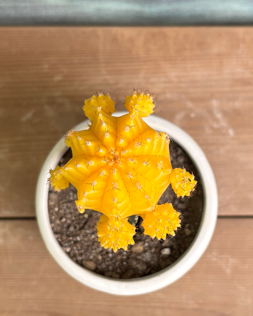 Yellow Moon Cactus in White Mandala
