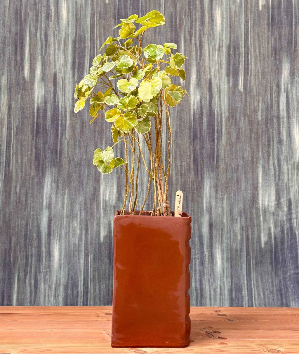 Aralia in a Book Planterie Studio Pvt. Ltd.