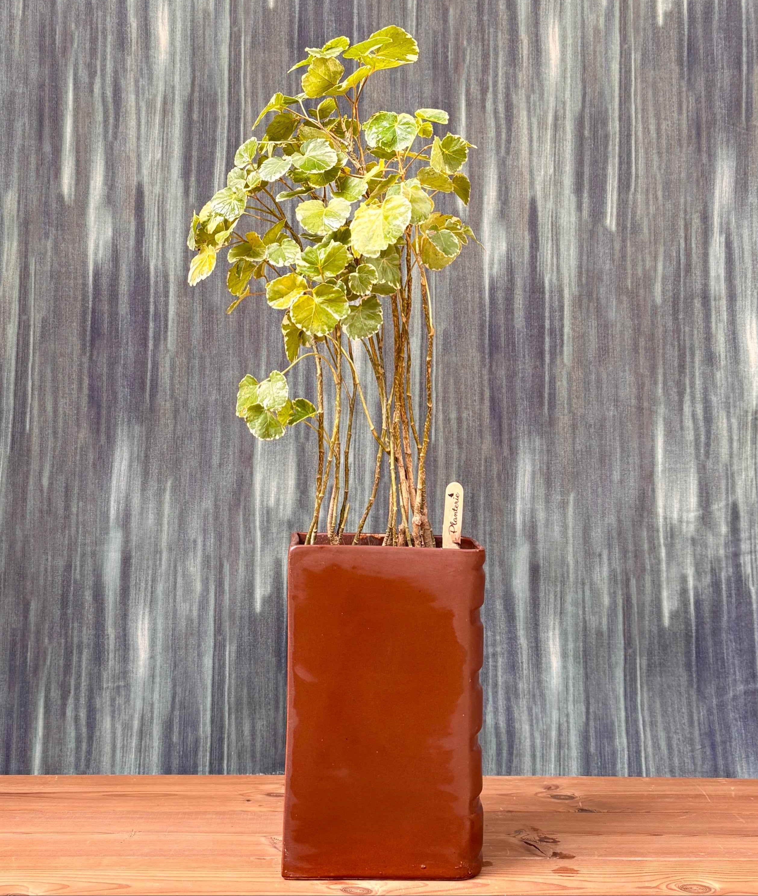 Aralia in a Book Planterie Studio Pvt. Ltd.