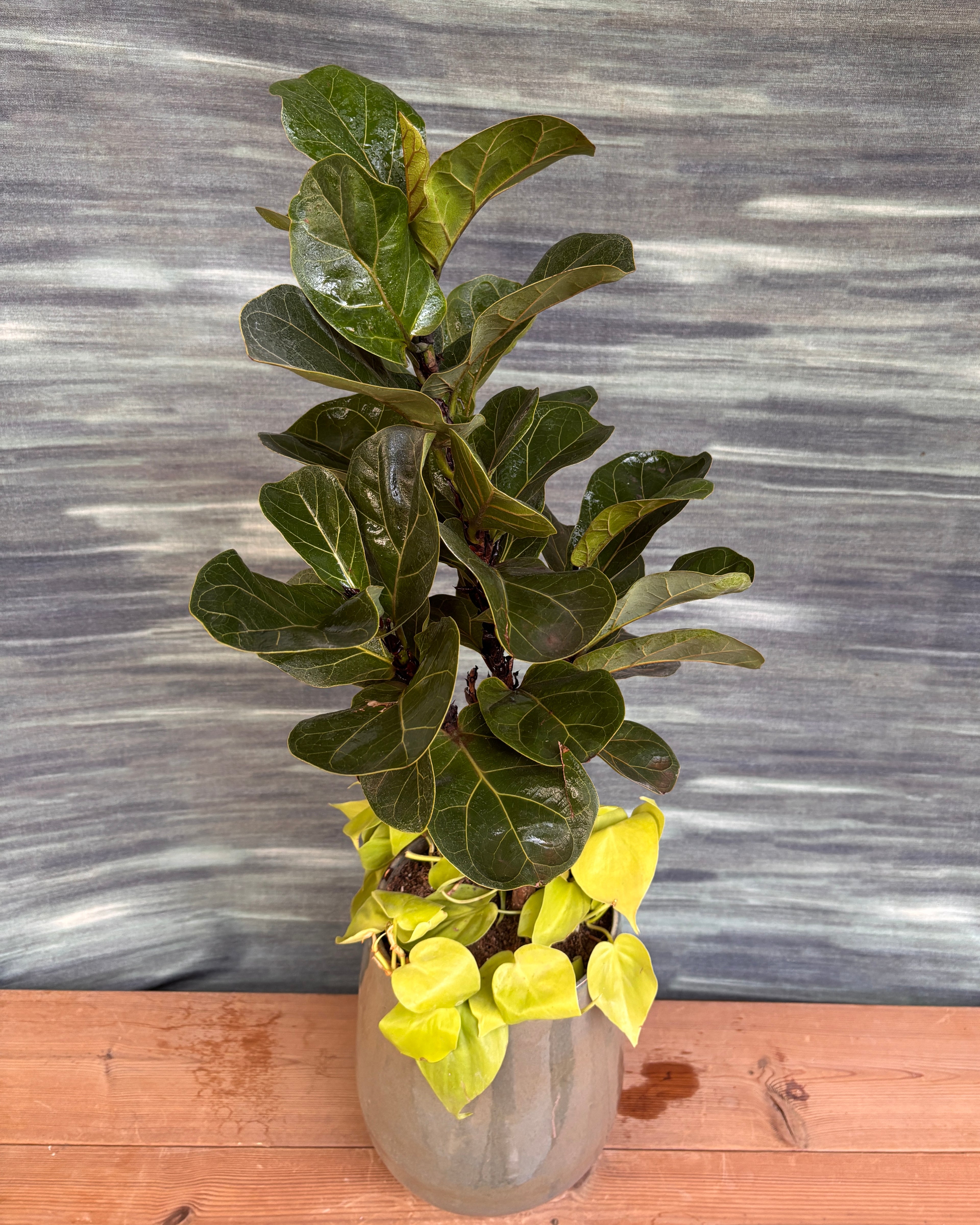 Fig & Lemonlime Duo in Mono