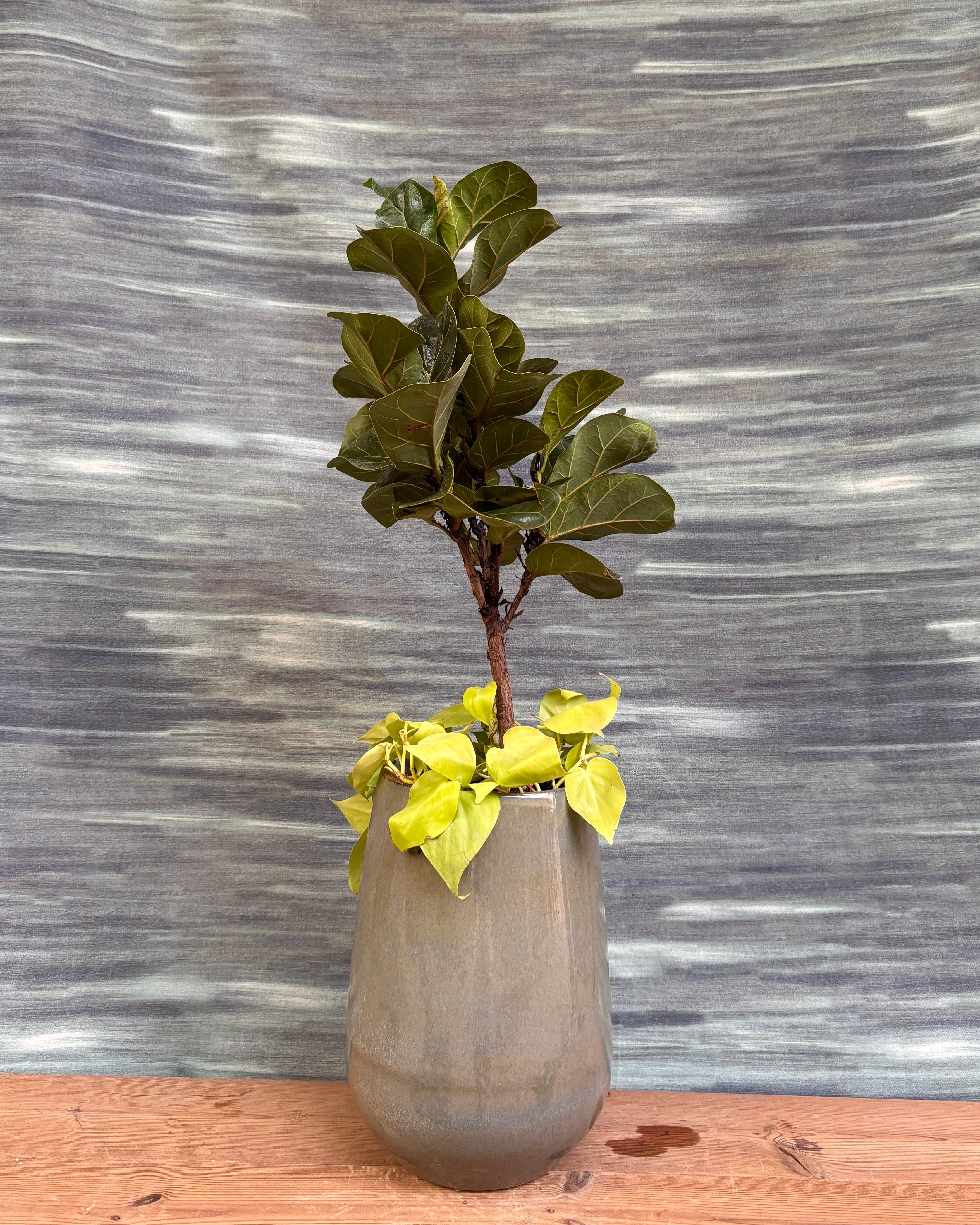 Fig & Lemonlime Duo in Mono