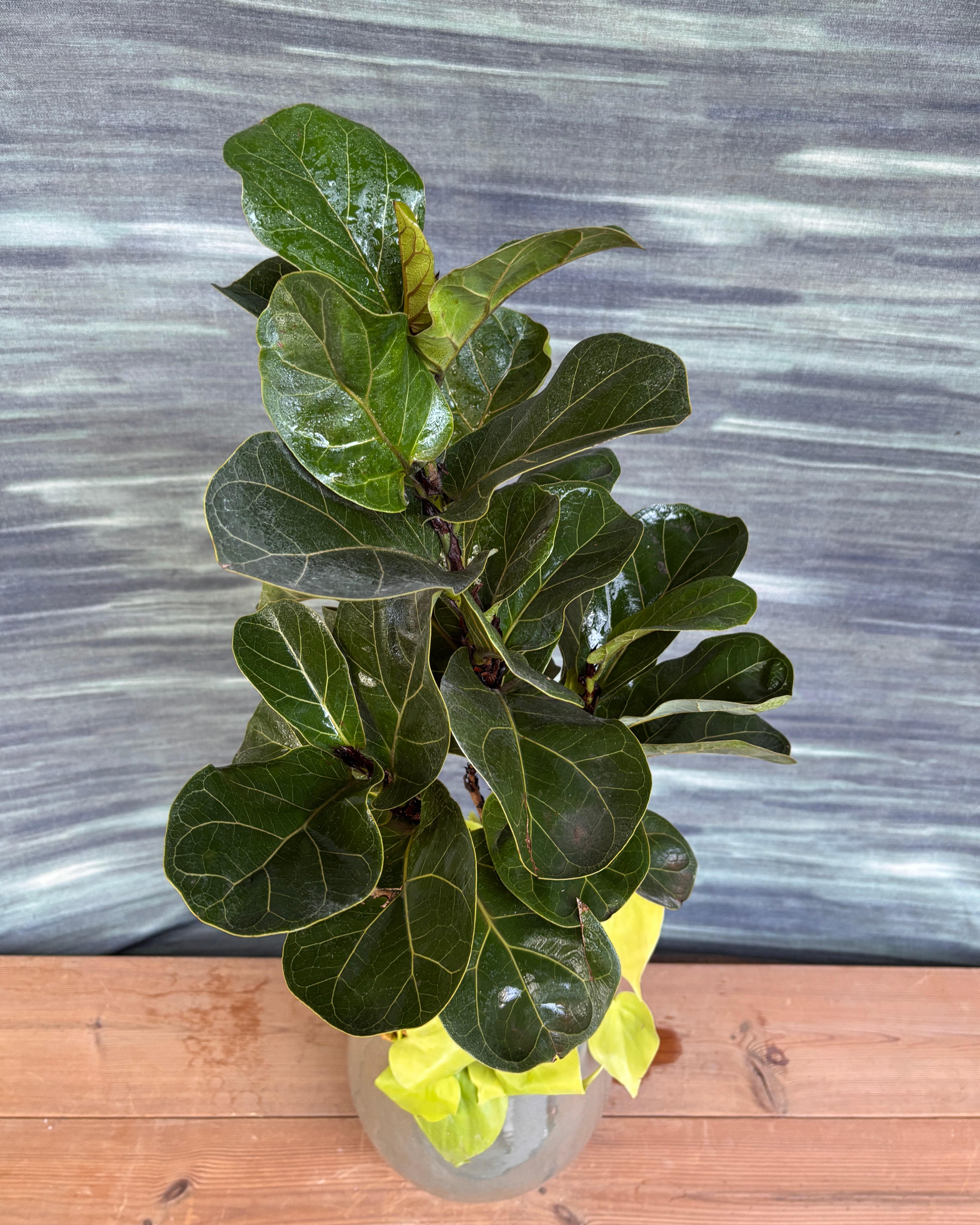 Fig & Lemonlime Duo in Mono