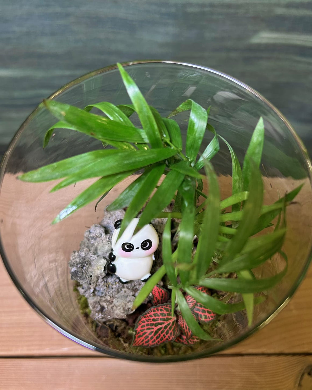 Panda Palm