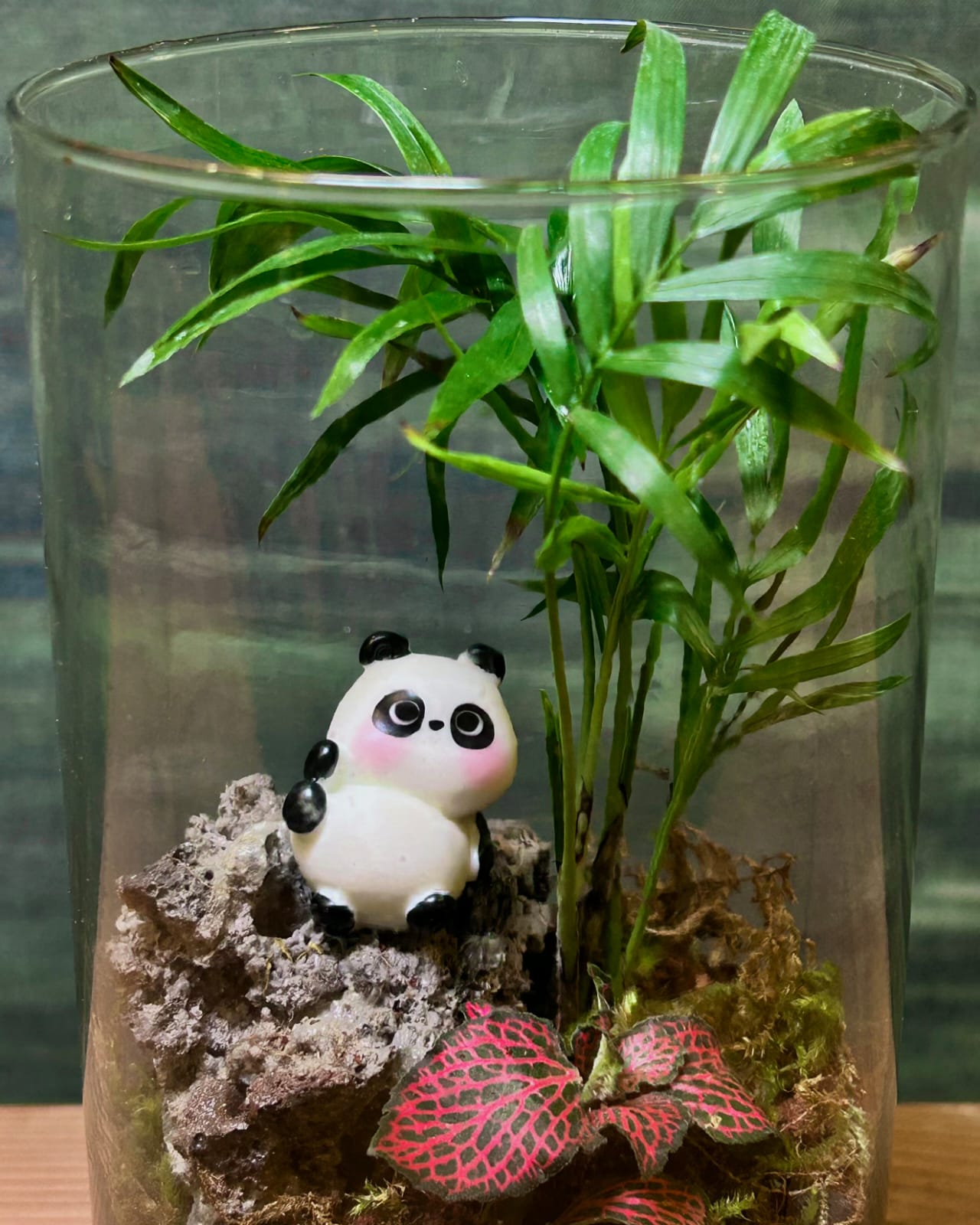 Panda Palm