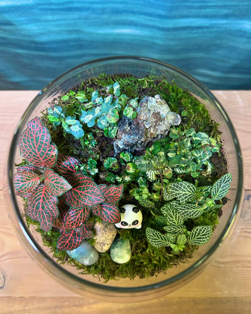 Panda Moss
