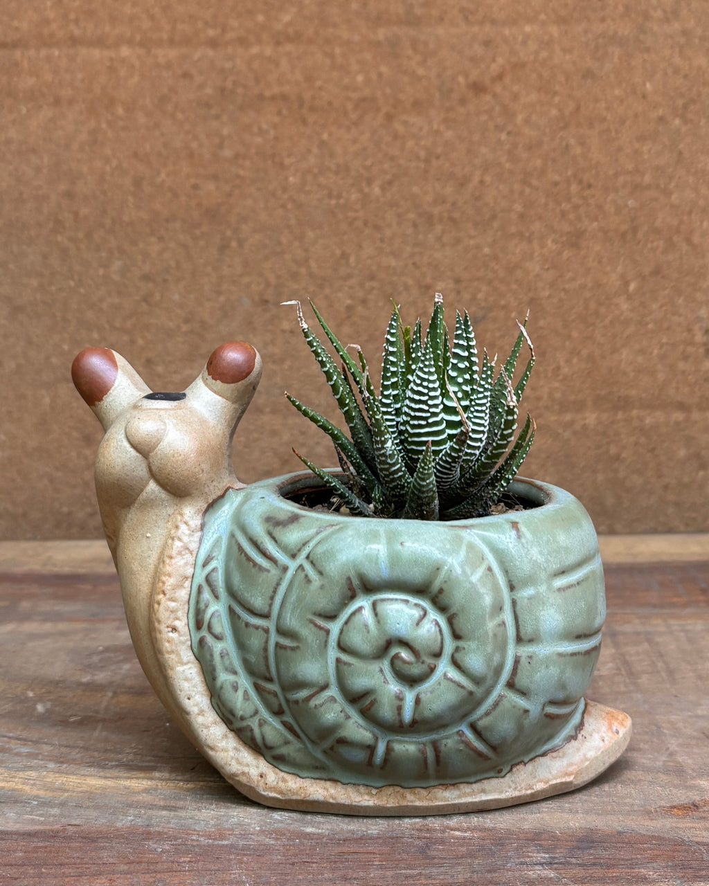 Succulents in Green Snail