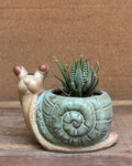 Succulents in Green Snail