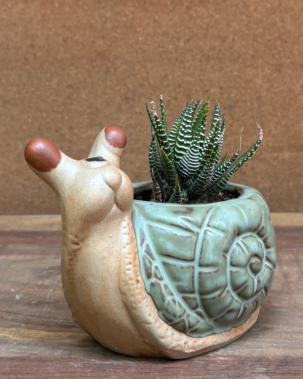 Succulents in Green Snail