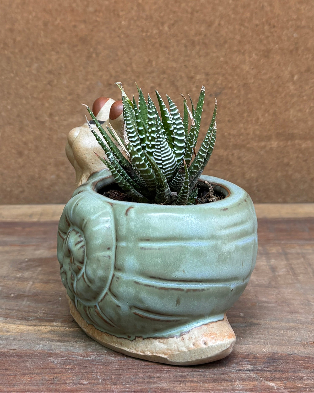 Succulents in Green Snail