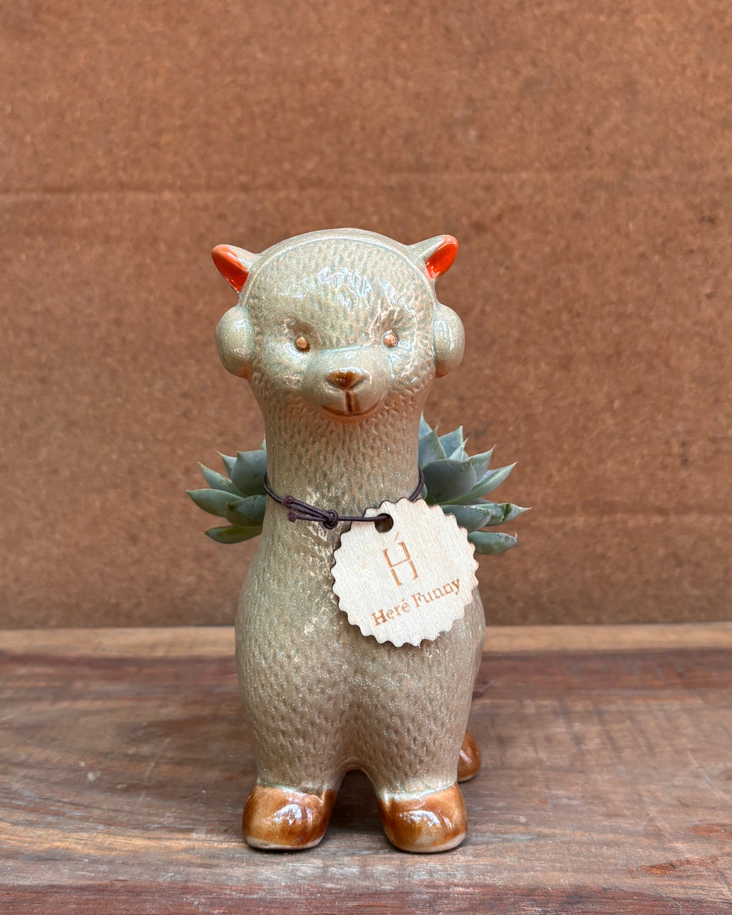 Succulents in Alpaca