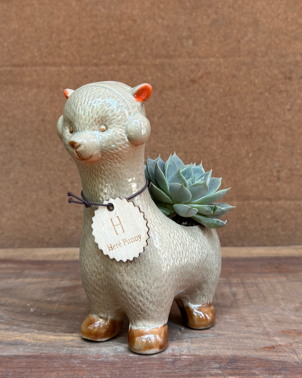 Succulents in Alpaca