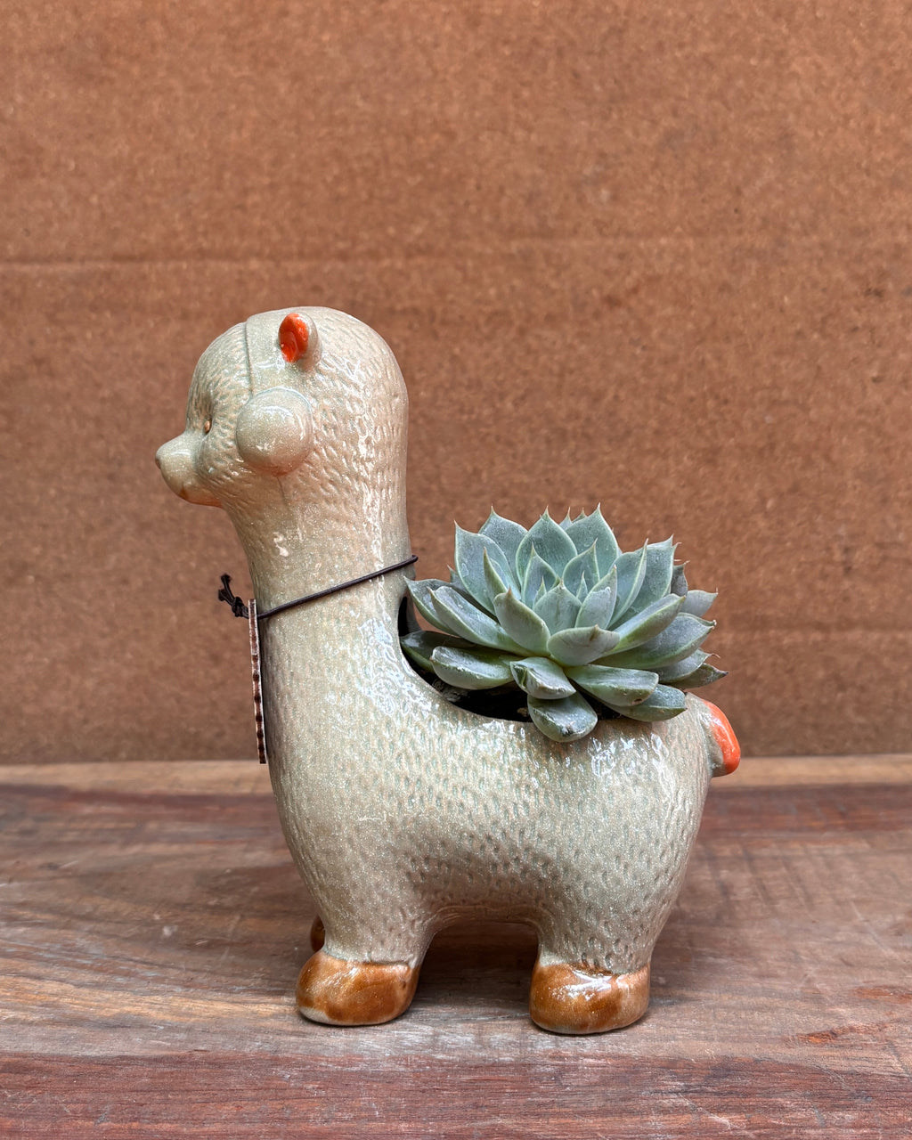Succulents in Alpaca