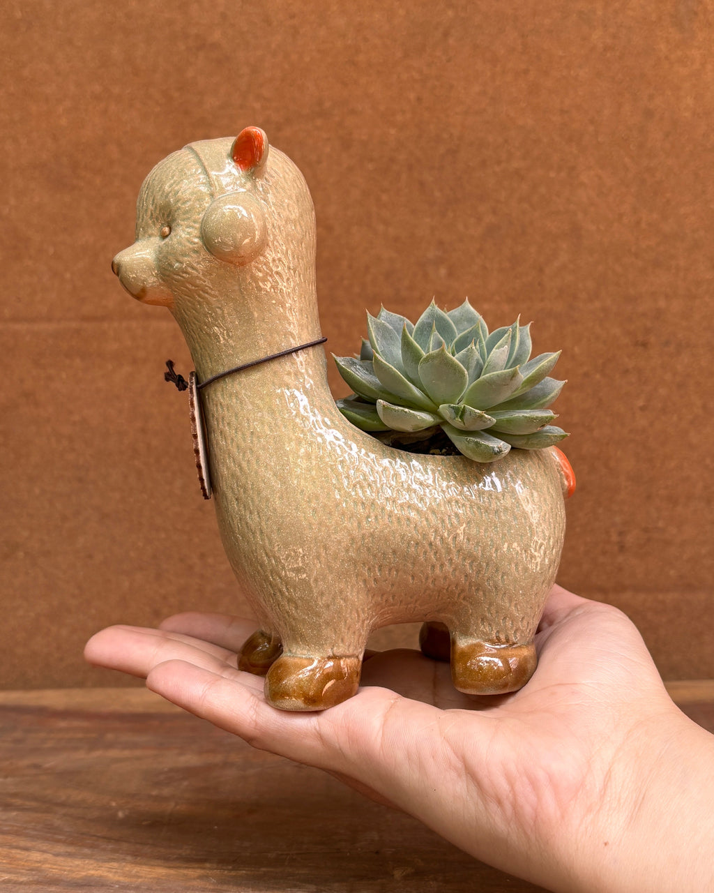 Succulents in Alpaca