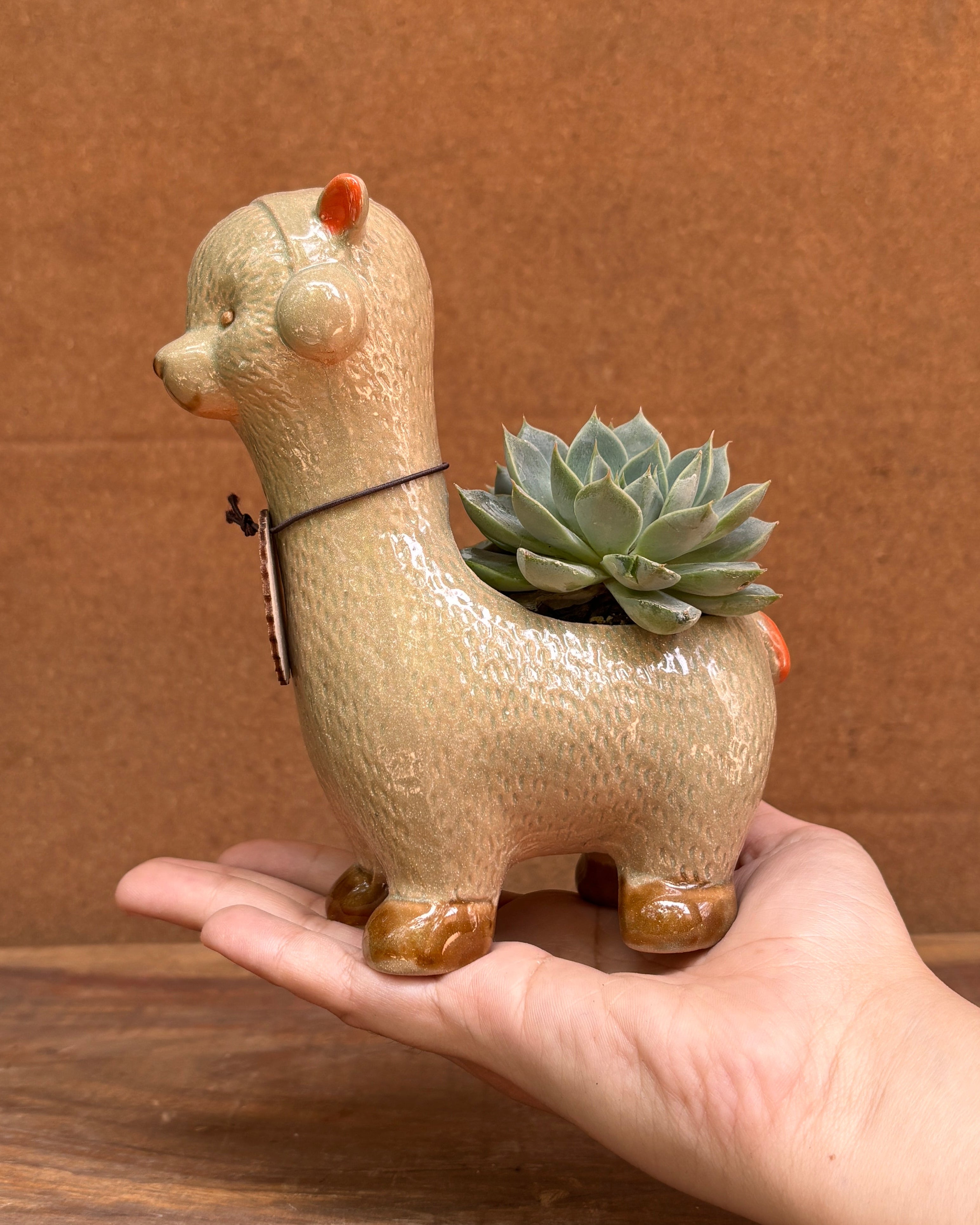 Succulents in Alpaca