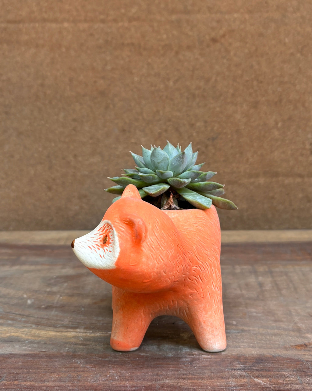 Succulents in Fox Pot
