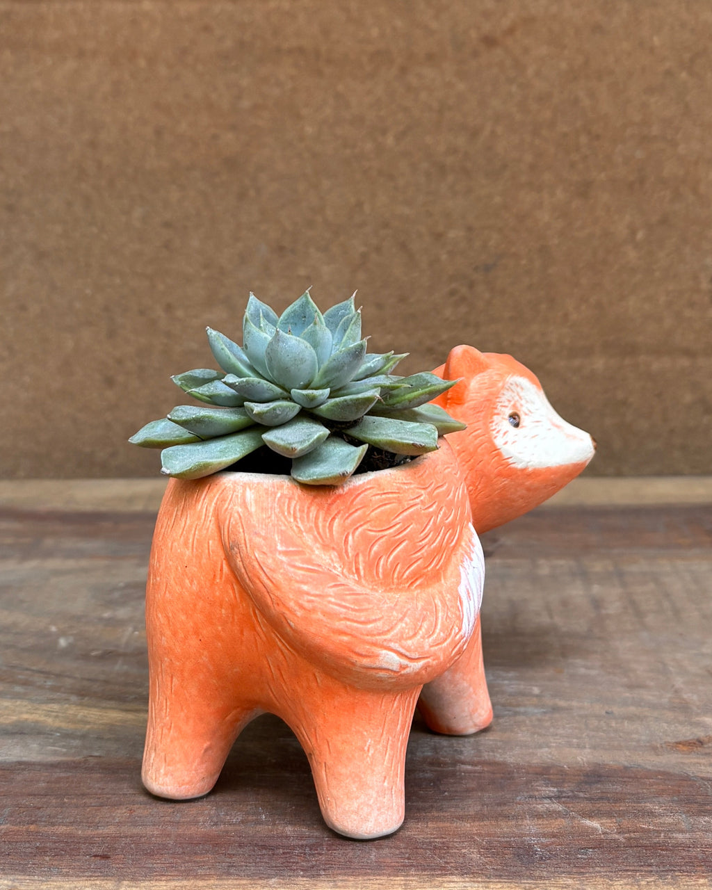 Succulents in Fox Pot