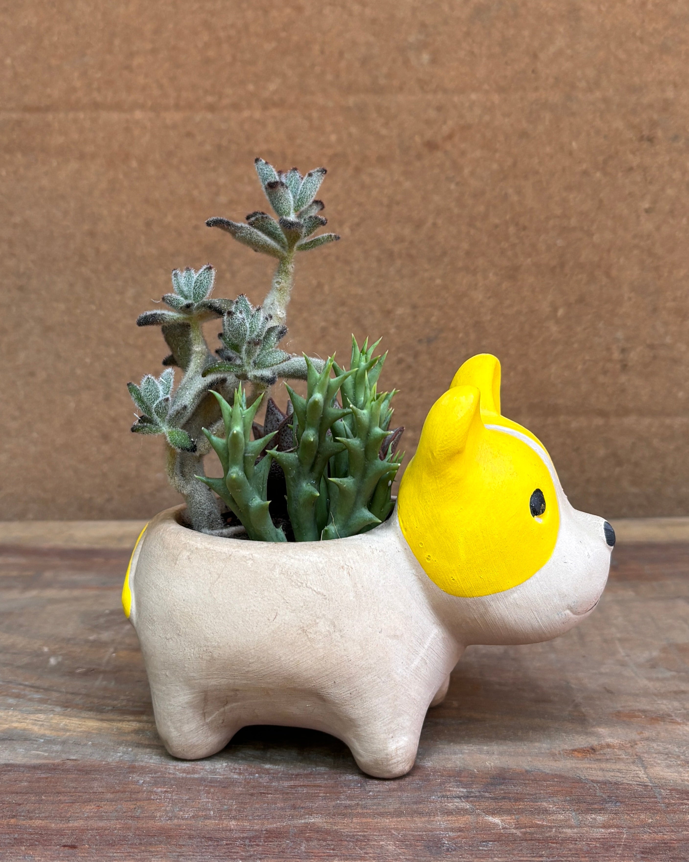 Succulents in French Bulldog