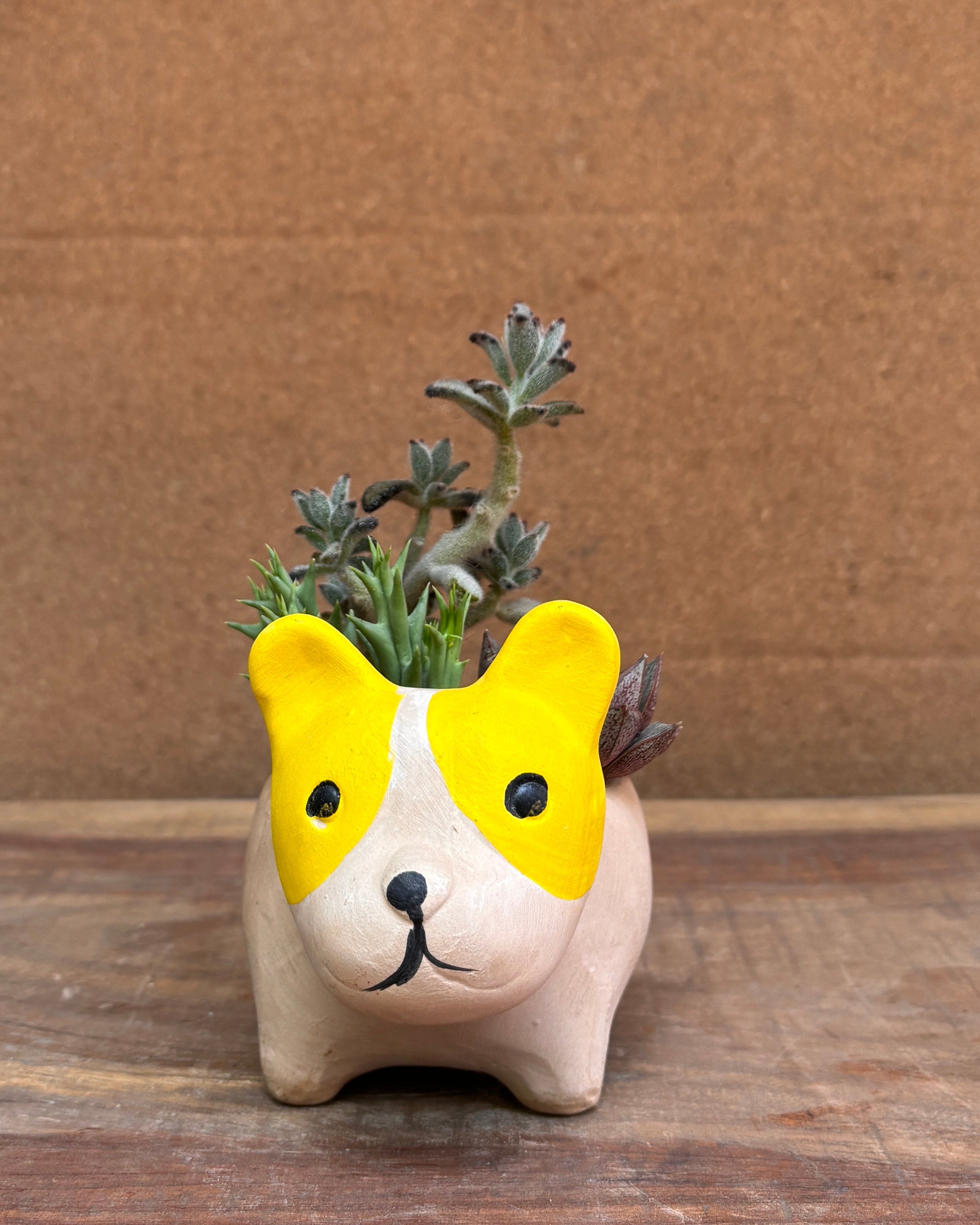 Succulents in French Bulldog
