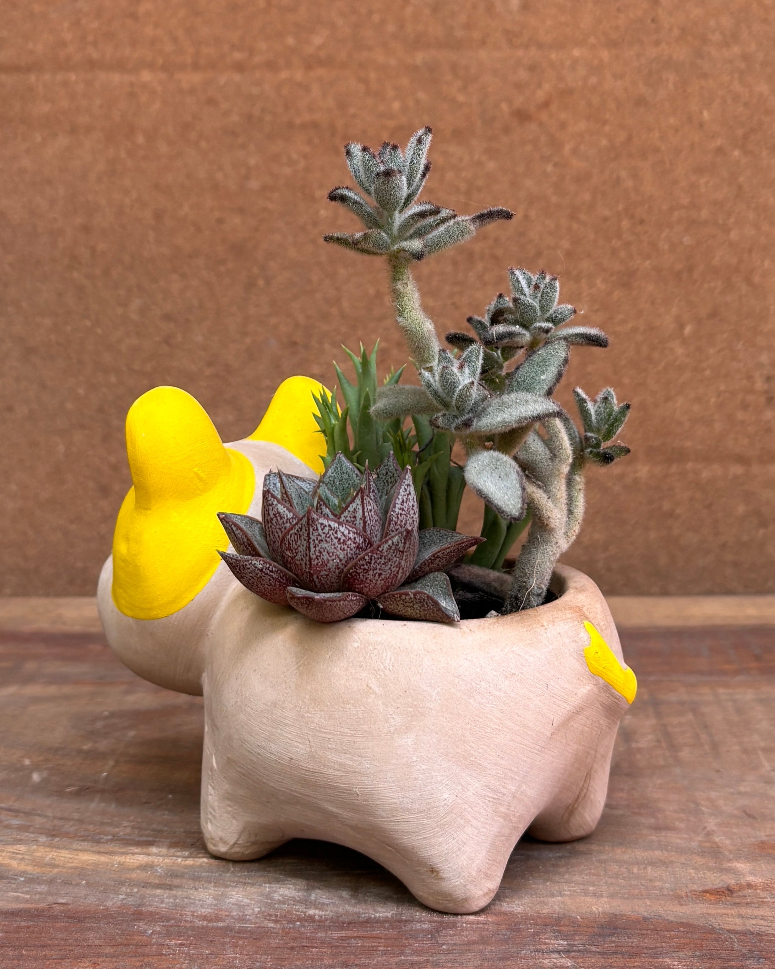 Succulents in French Bulldog