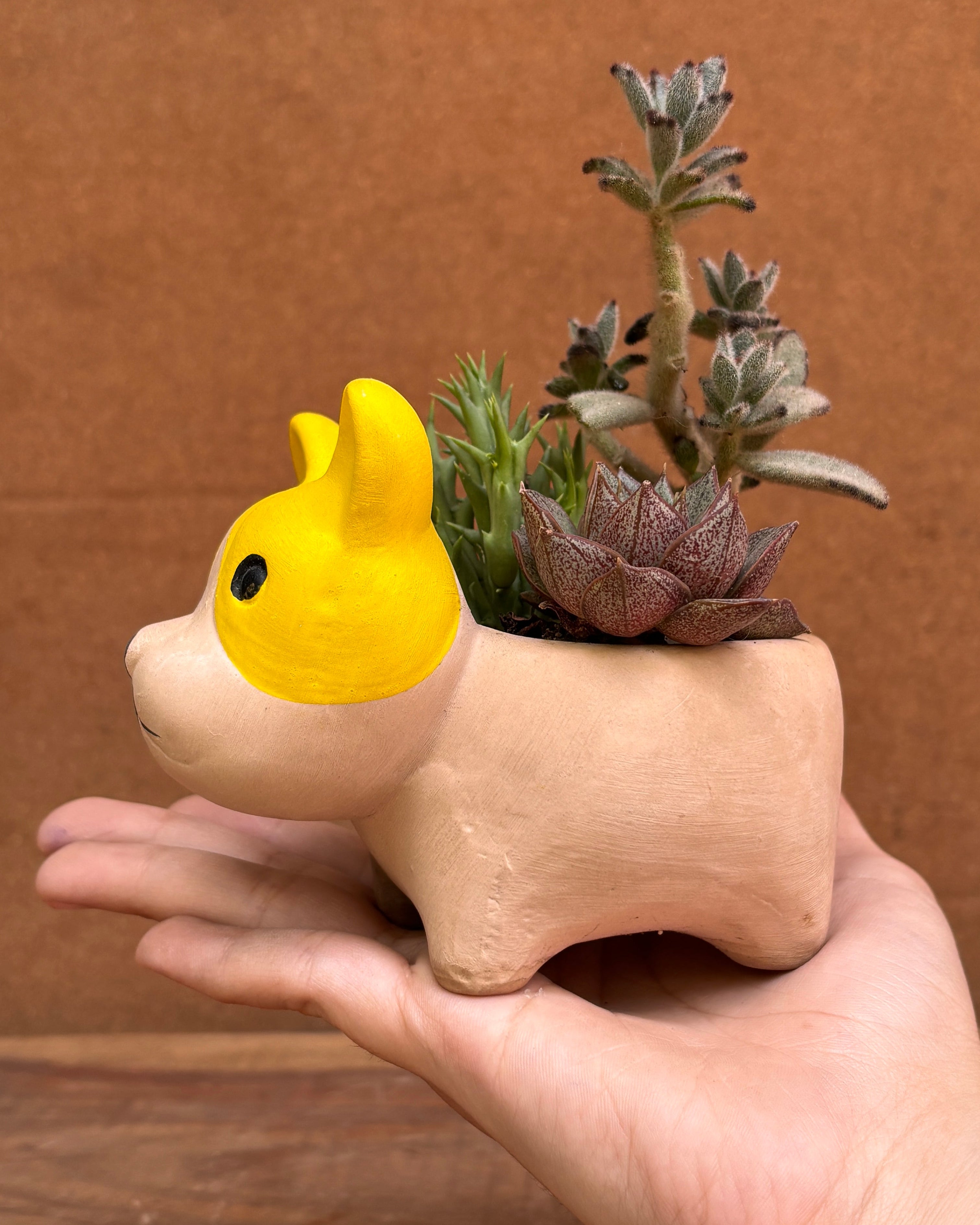 Succulents in French Bulldog