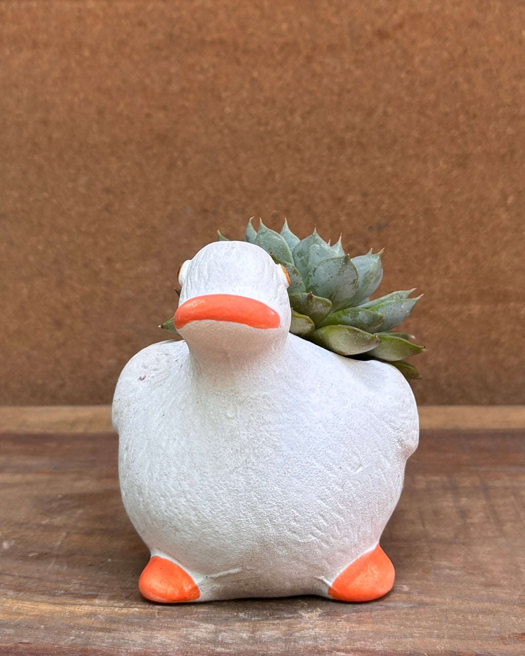 Succulents in White Duck