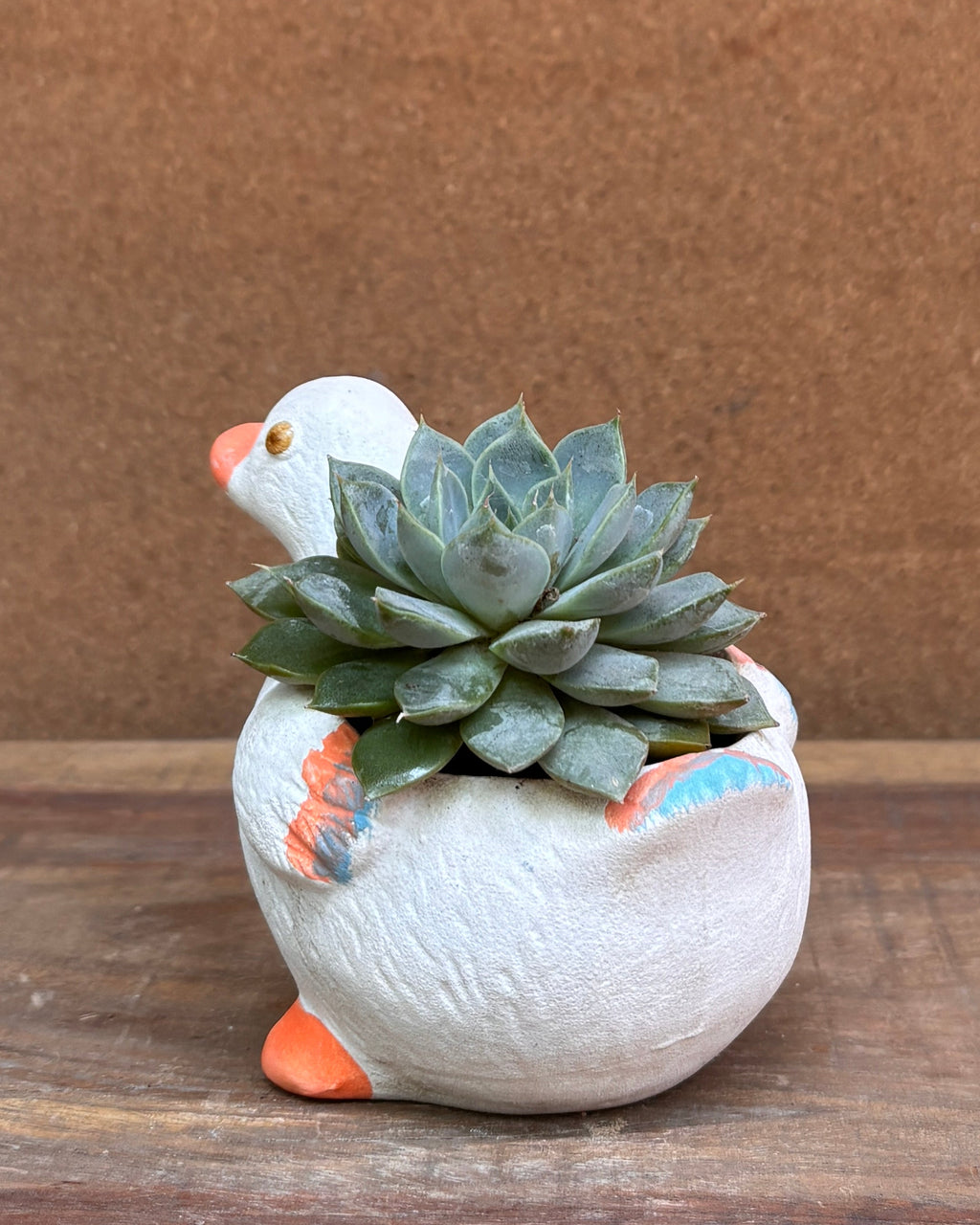Succulents in White Duck